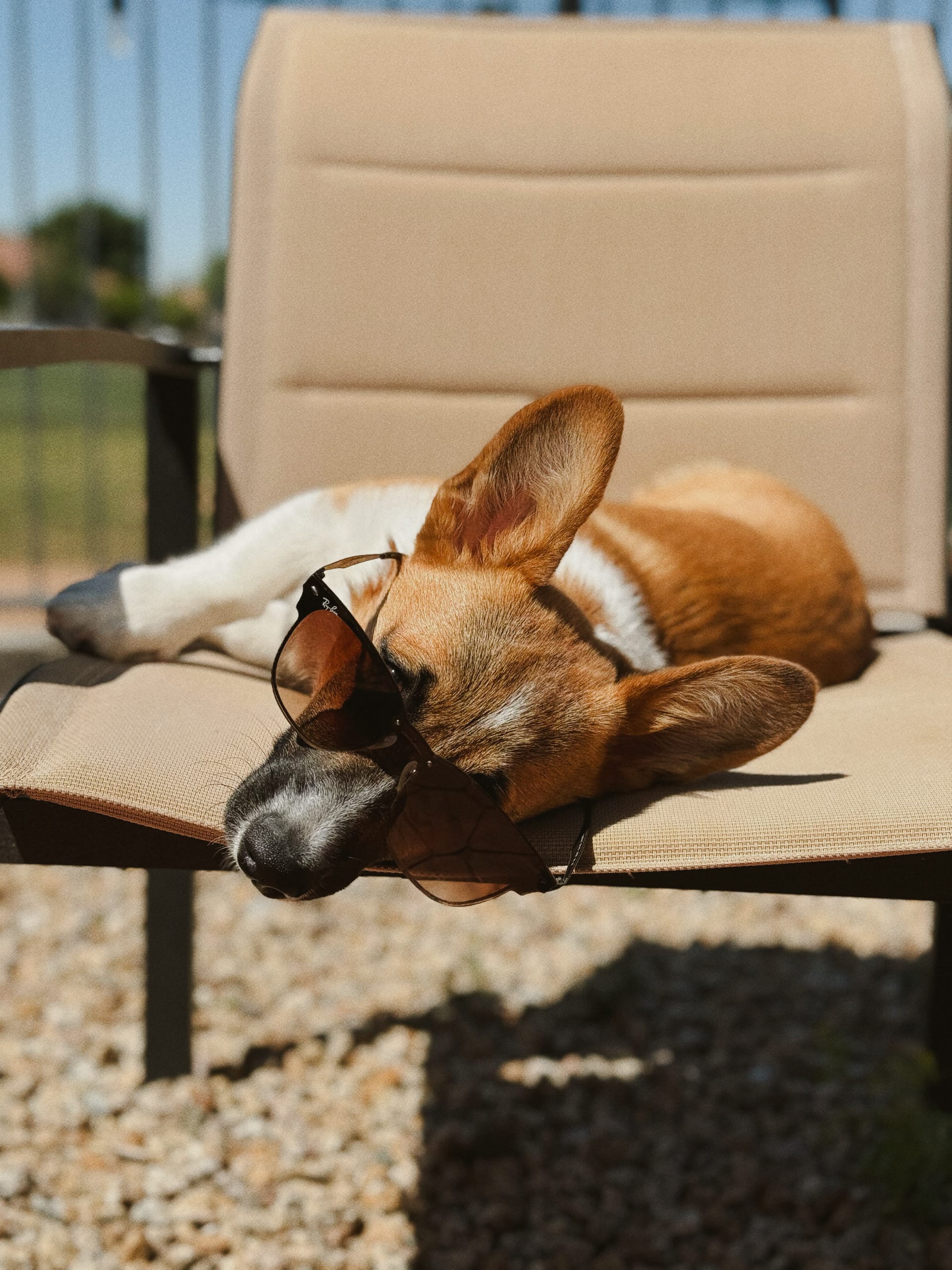 DOGFLUENCERS: Meet Chandler, Arizona's Cutest Corgi