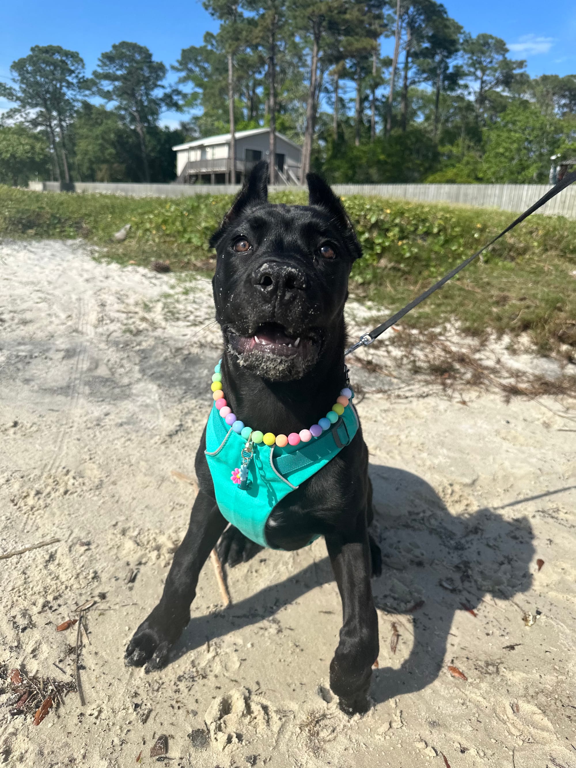 DOGFLUENCERS: Meet Zara, Toy and Treat Professional