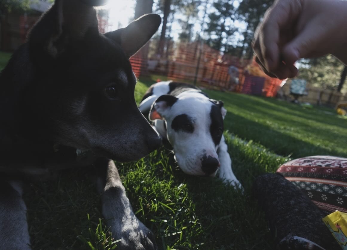 DOGFLUENCERS: Meet Helios & Nova, Your New Favorite Brother Duo
