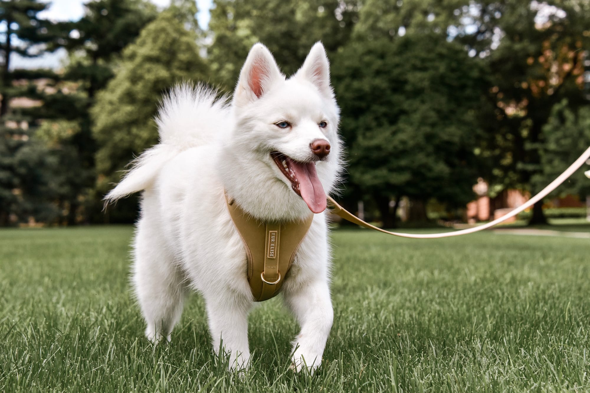 DOGFLUENCERS: Meet Sunda, Chicago's Favorite Pomsky