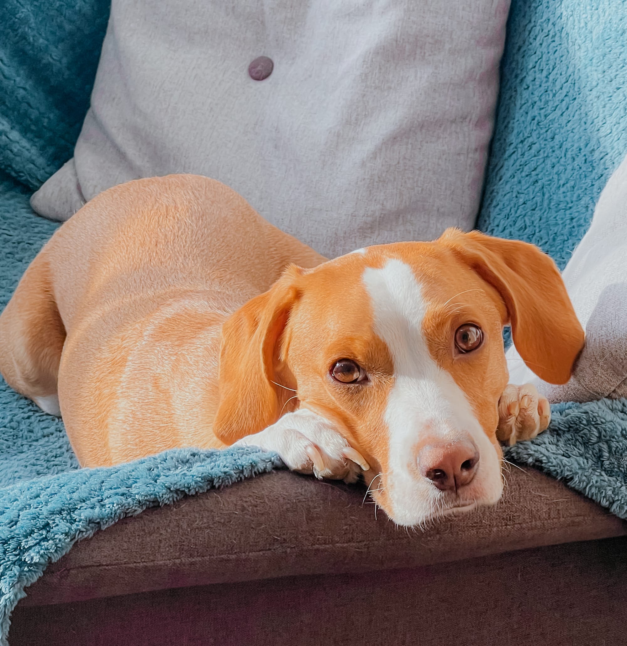 DOGFLUENCERS: Meet Dama Pipoca, Your New Best Friend