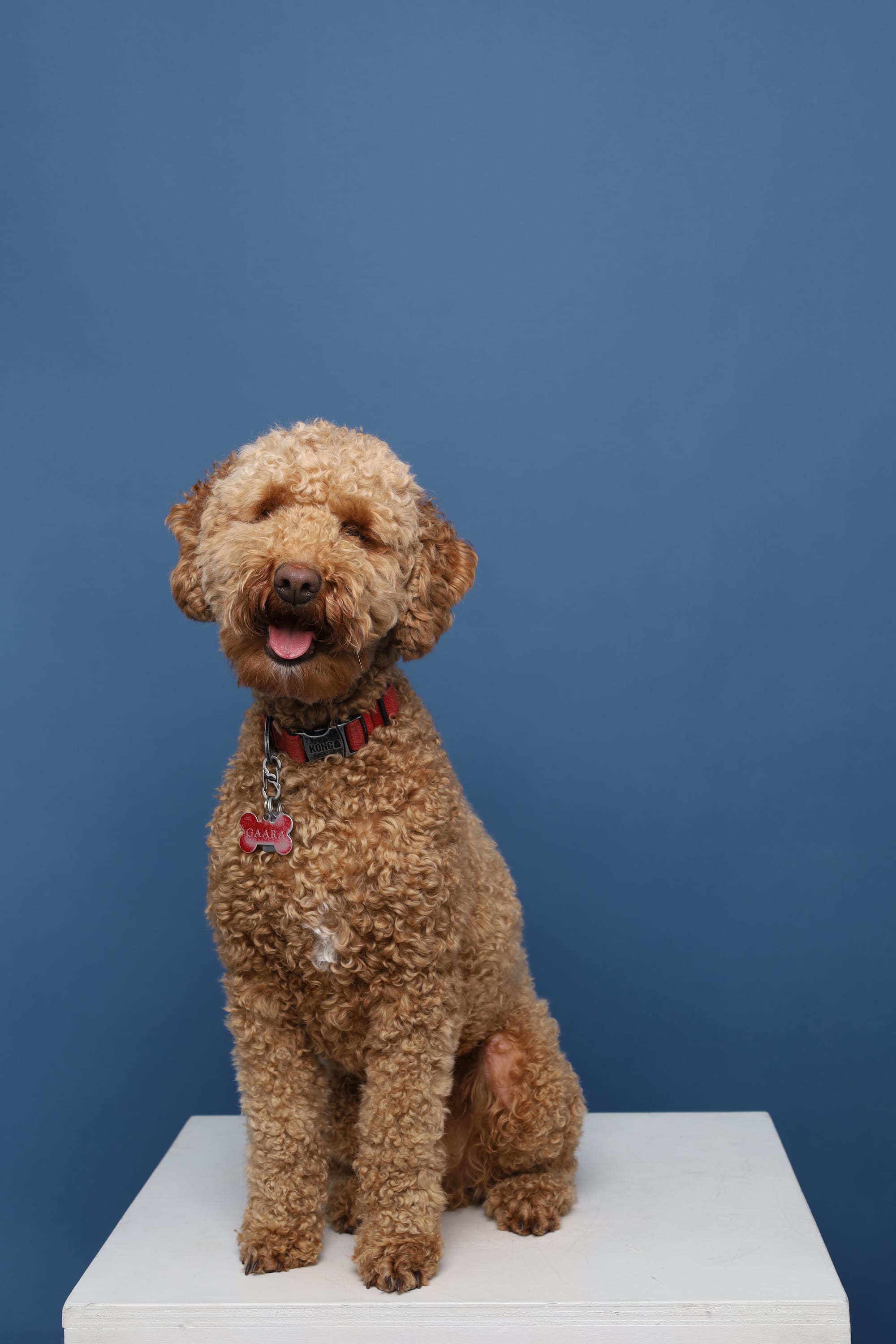 DOGFLUENCERS: Meet Gaara, Canada's Silliest Golden Doodle