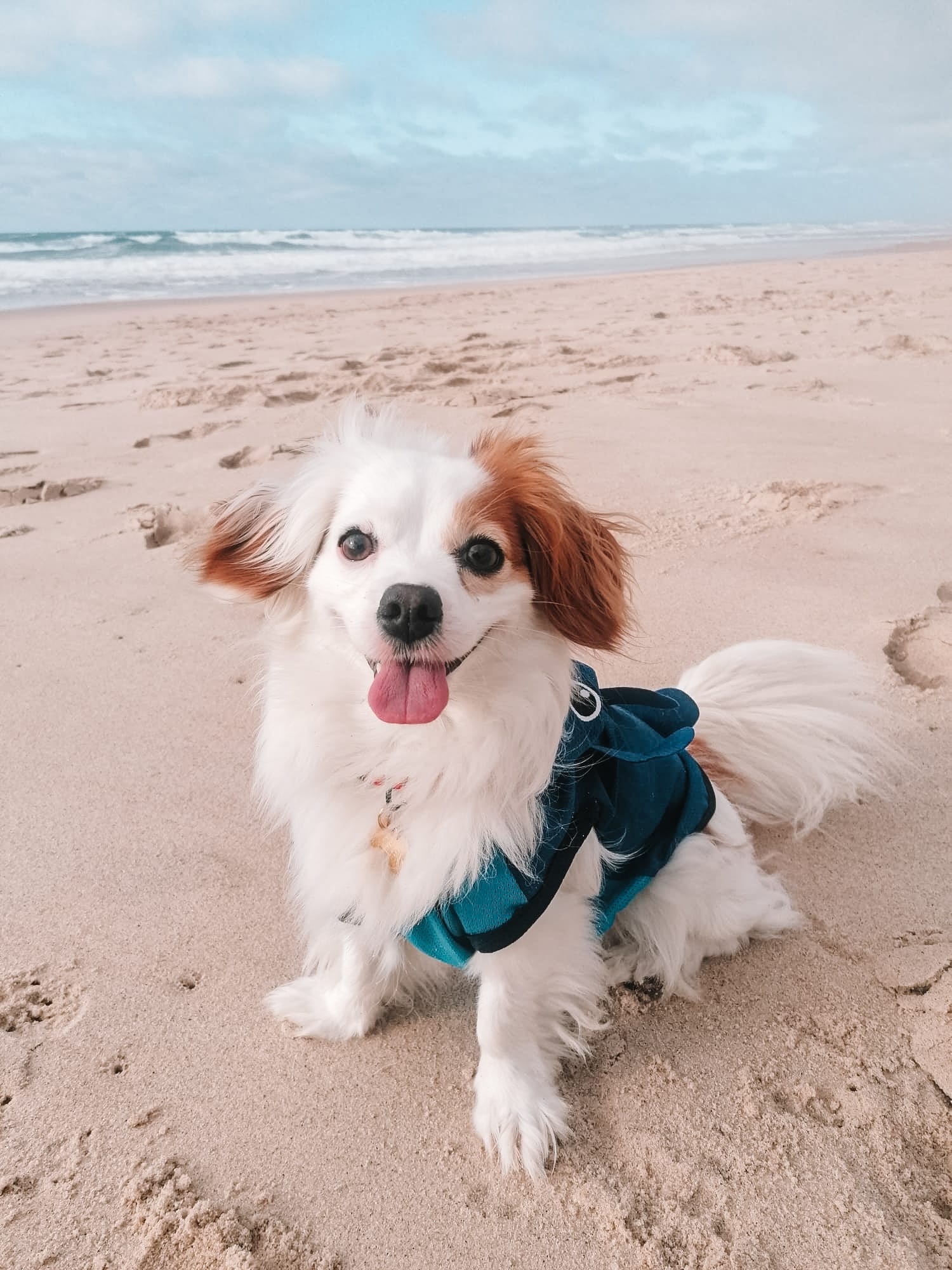 DOGFLUENCERS: Meet Rosinha, An Iconic Pup from Portugal