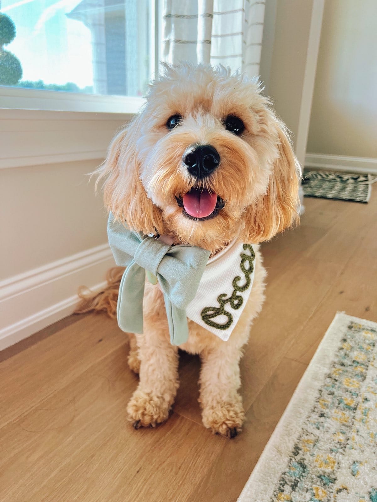 DOGFLUENCERS: Meet Oscar, Cleveland's Favorite Cavapooch