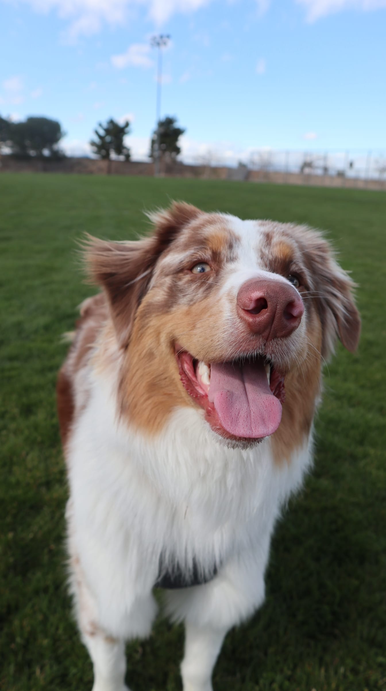 DOGFLUENCERS: Meet Miso, Los Angeles's Favorite Mini Aussie