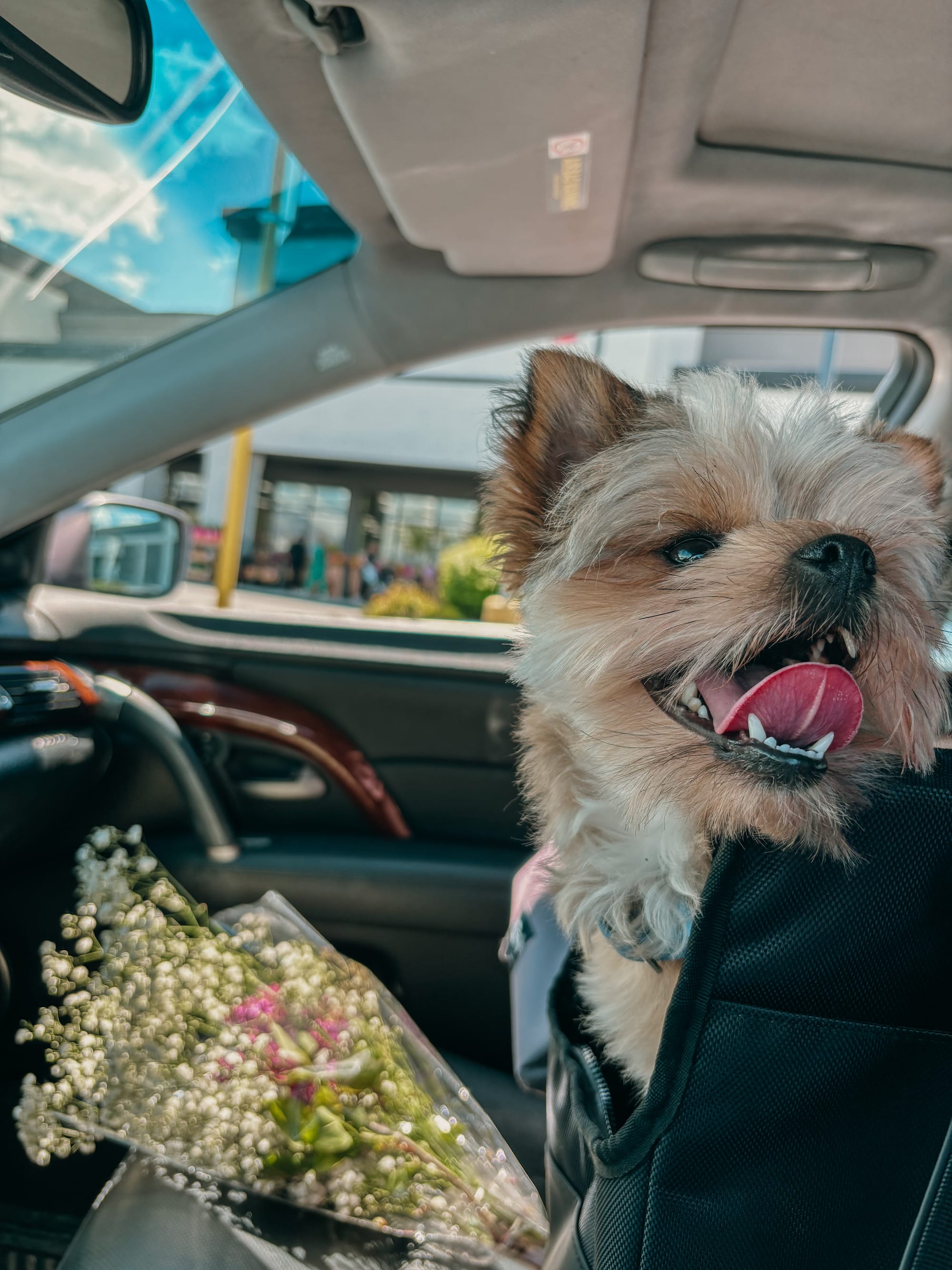 DOGFLUENCERS: Meet Francisco, AKA Frankie