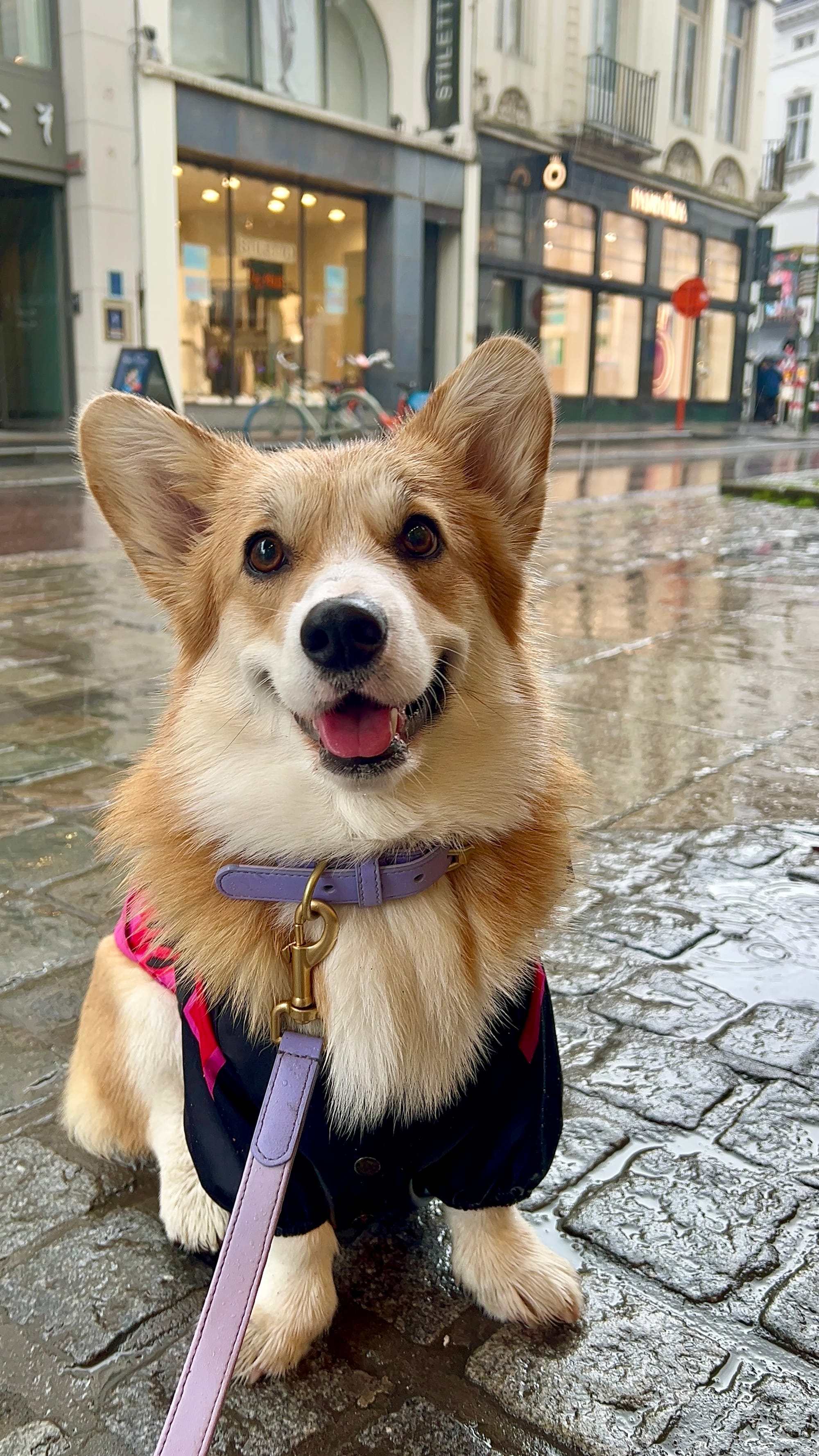 DOGFLUENCERS: Meet Cookie, Belgium's Favorite Corgi