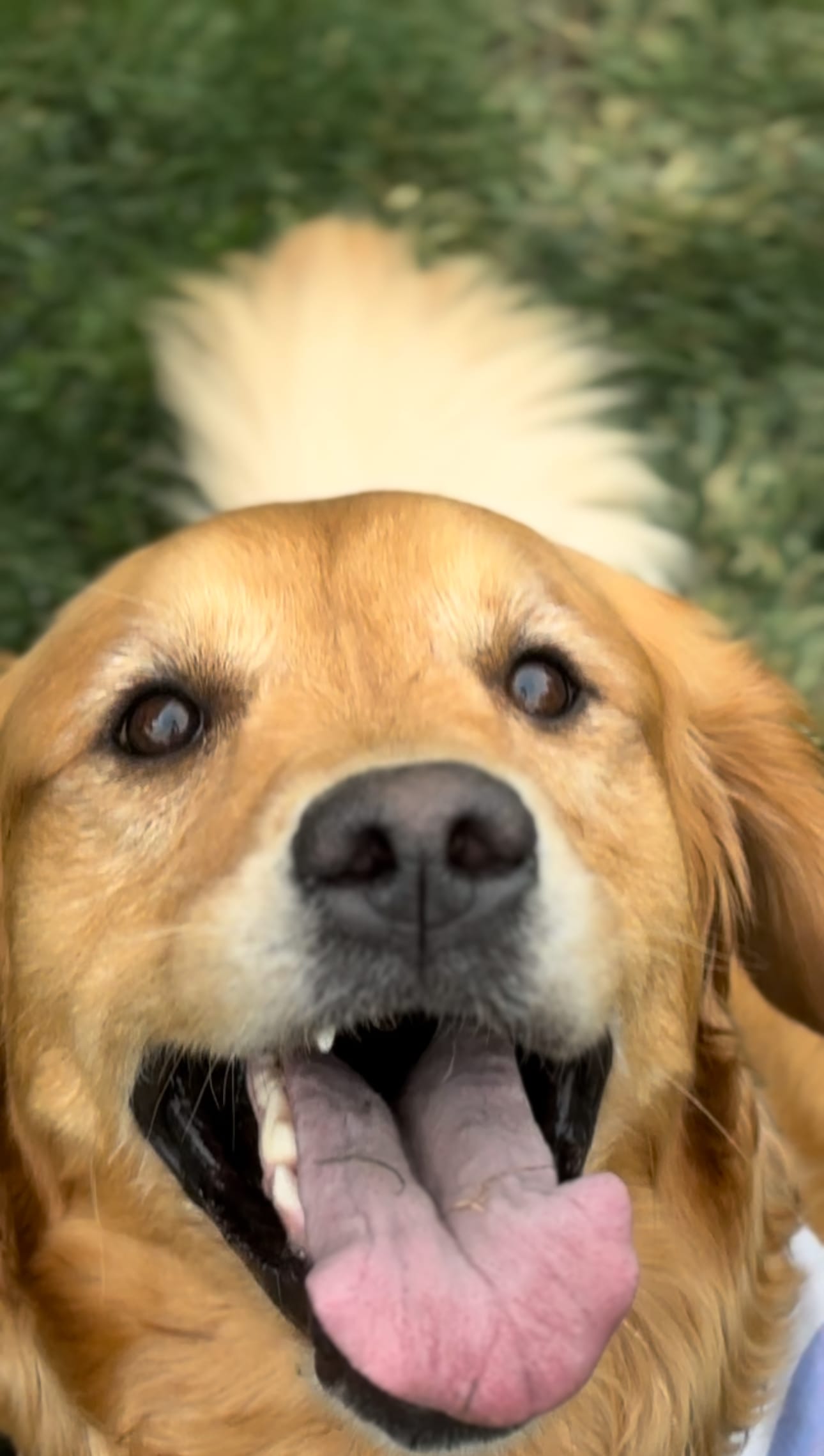 DOGFLUENCERS: Meet Rosie, The Queen of Shenanigans