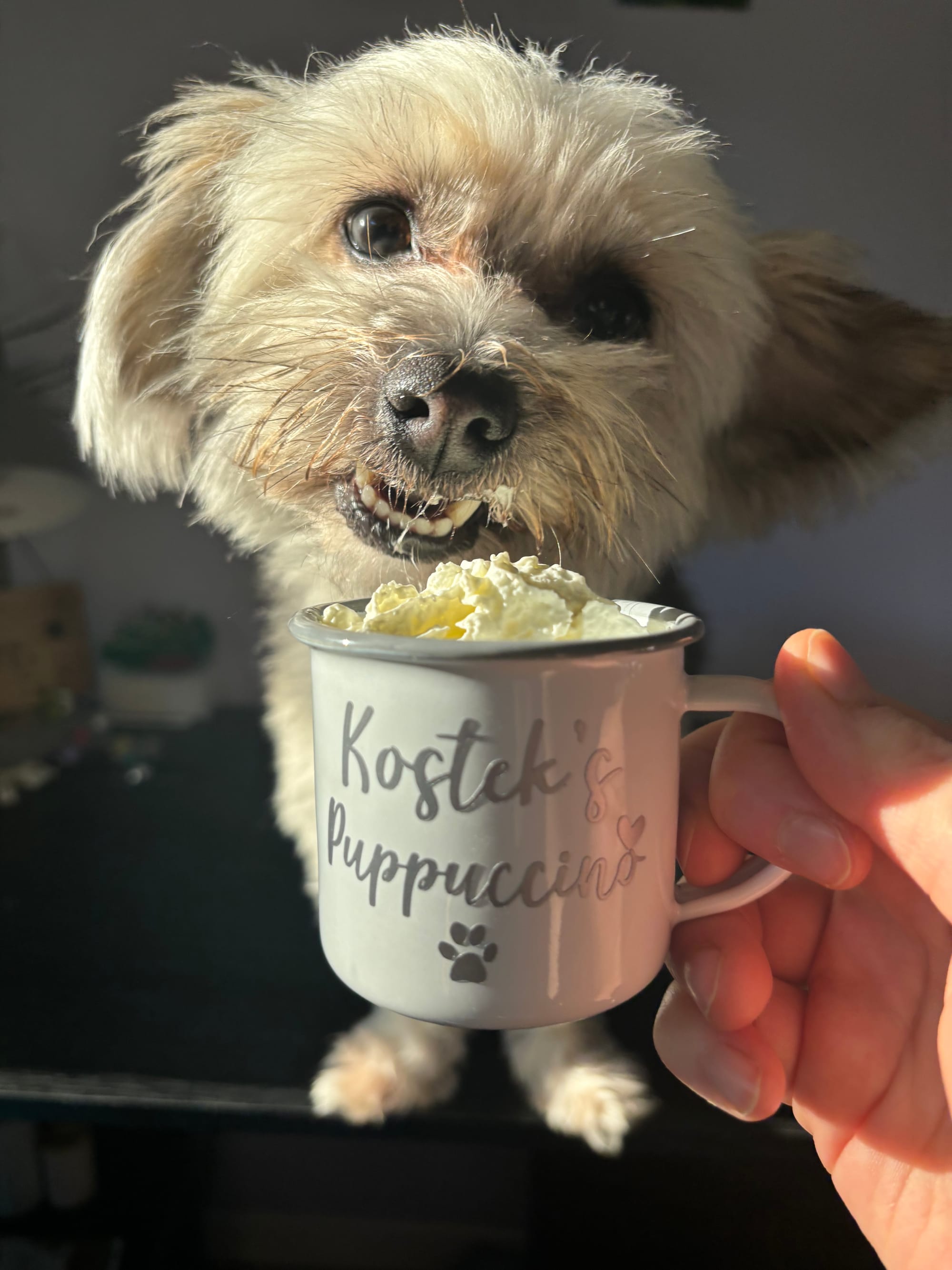 DOGFLUENCERS: Meet Kostek, The Pup With the Biggest Heart