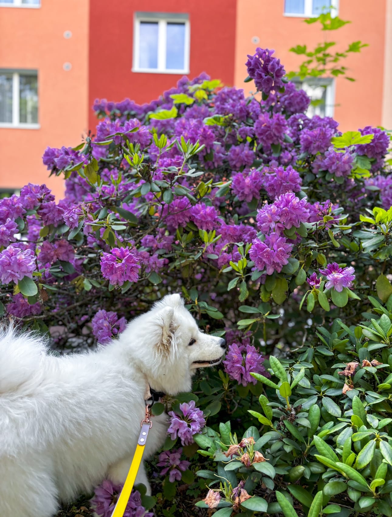DOGFLUENCERS: Meet Zoe, The Fluffy Land Cloud
