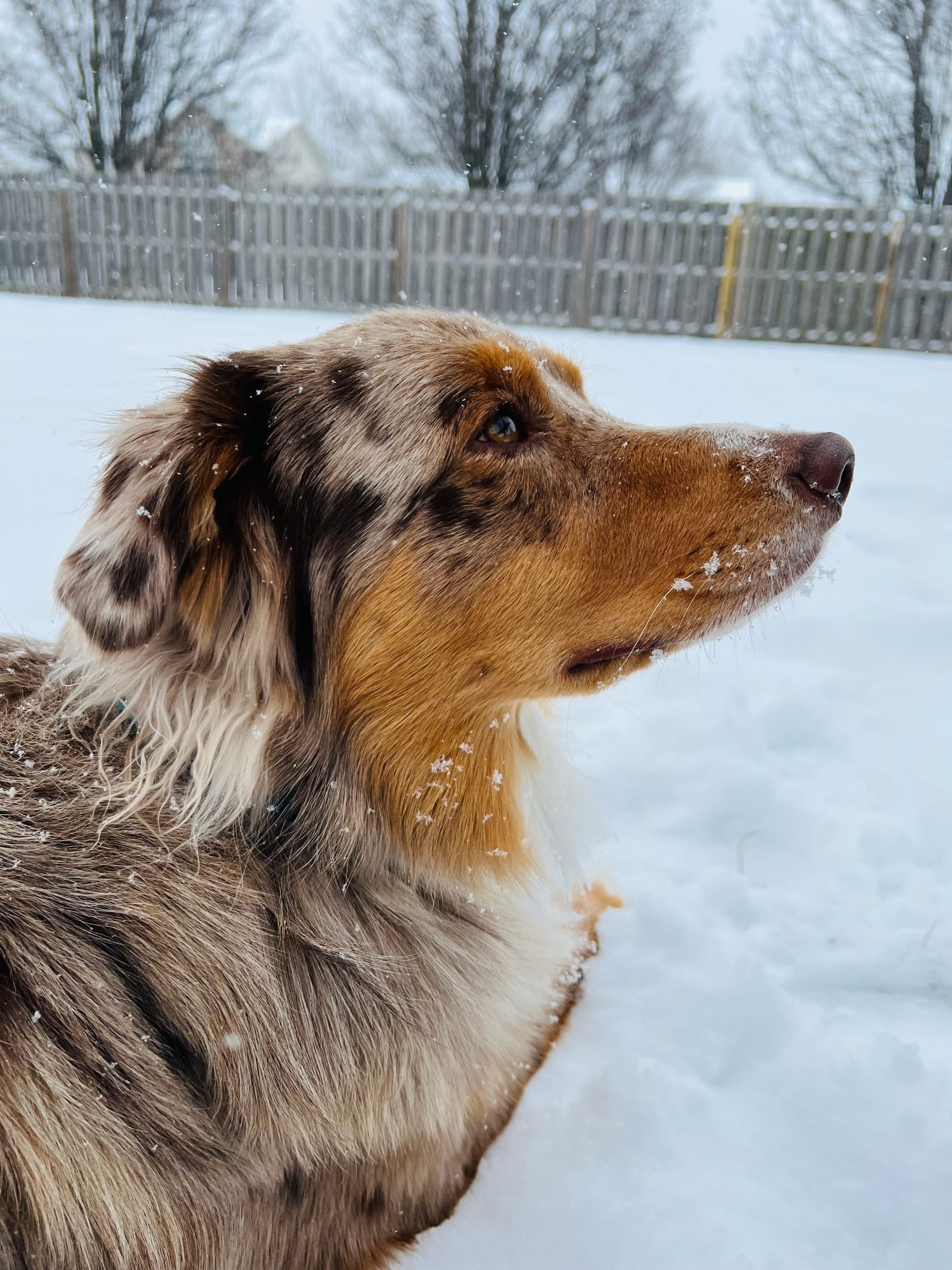 DOGFLUENCERS: Meet Sage, The Goofy Aussie