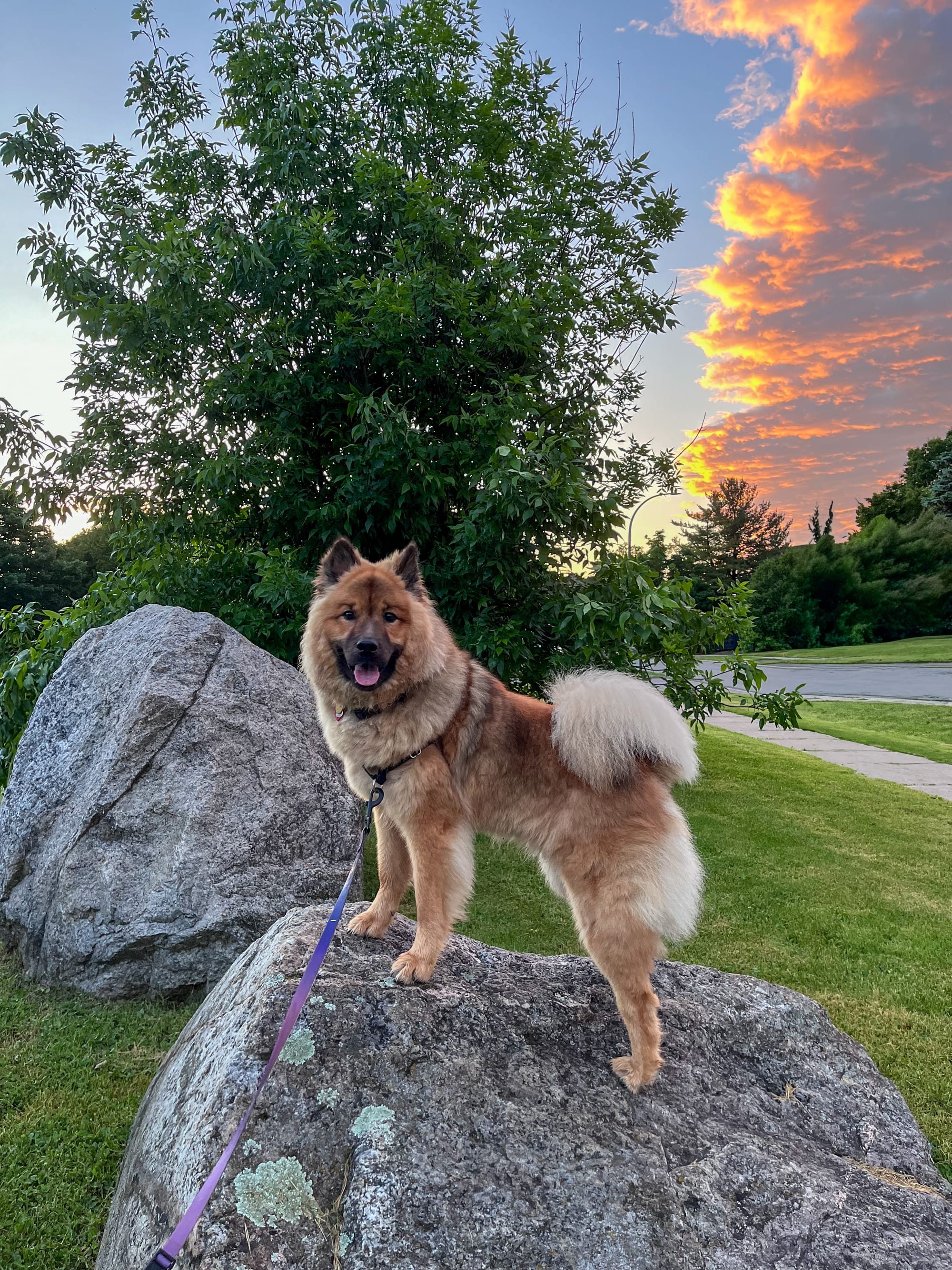 DOGFLUENCERS: Meet Tsuki, Your New Favorite Fluffy Moonbeam