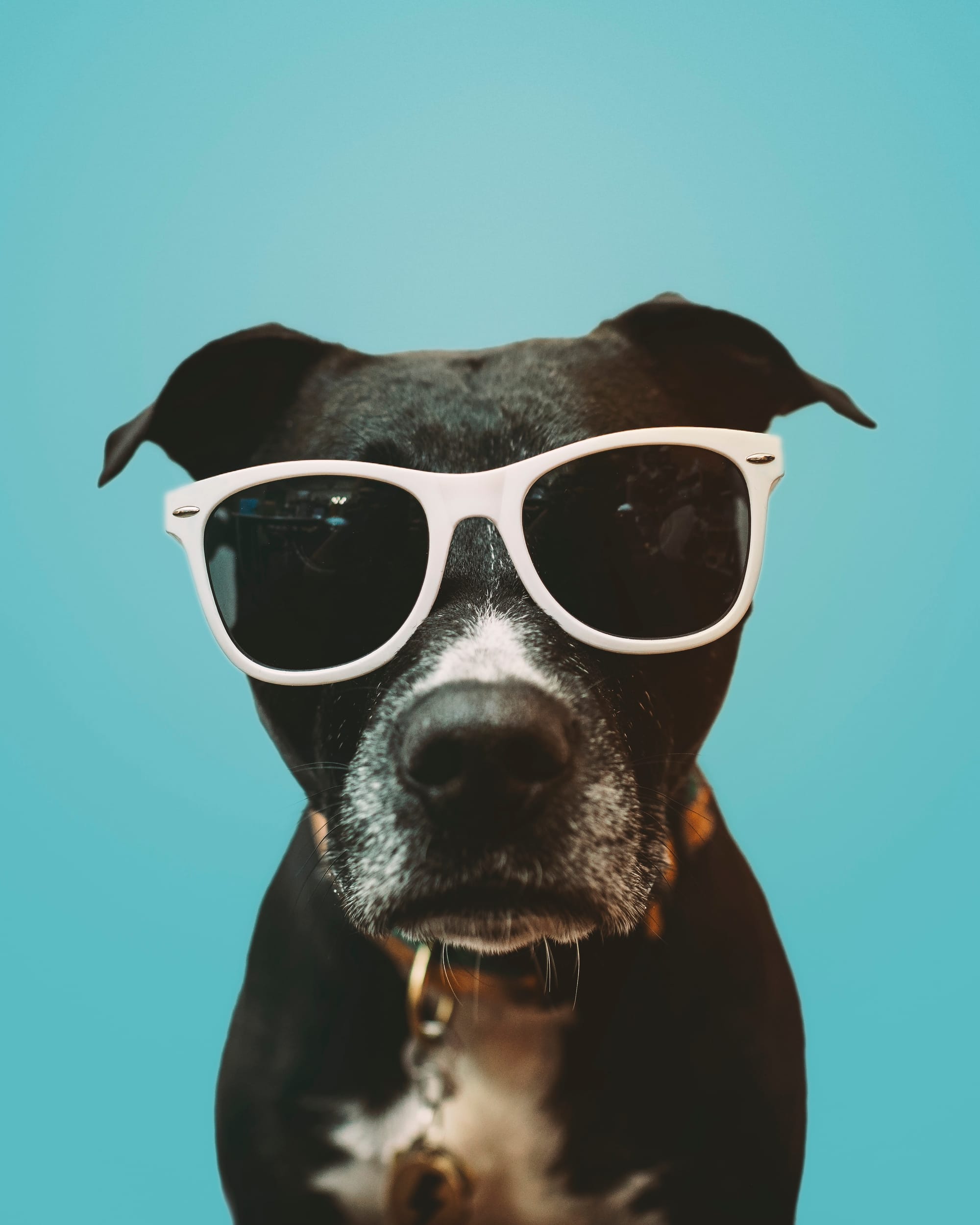 DOGFLUENCERS: Meet Opal Blu, Buffalo's Iconic Model