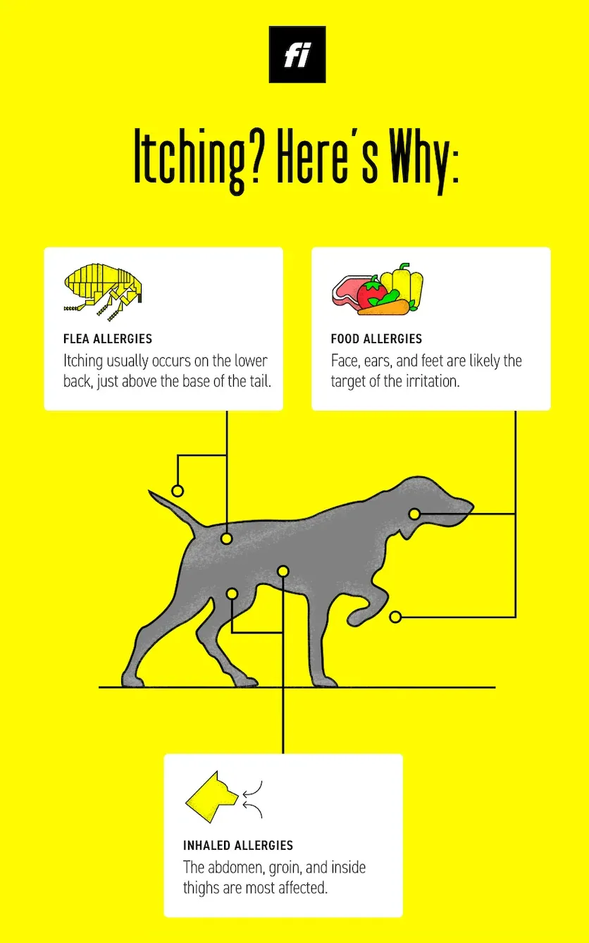 Why Is My Dog Itching So Much This Summer?