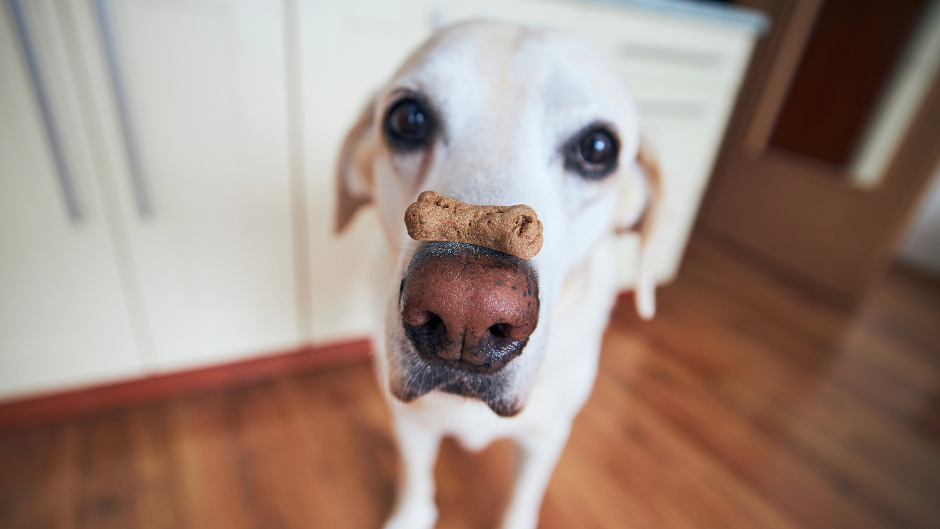 Recipes for Homemade Dog Treats