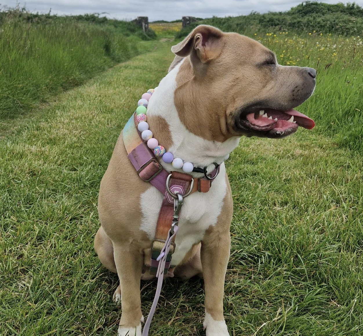DOGFLUENCERS: Meet Cookie, Ireland's Favorite Beach Goer
