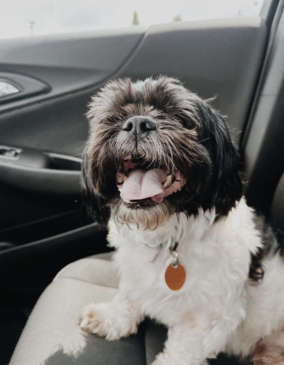 DOGFLUENCERS: Meet Oscar & His Ten Siblings from Kentucky