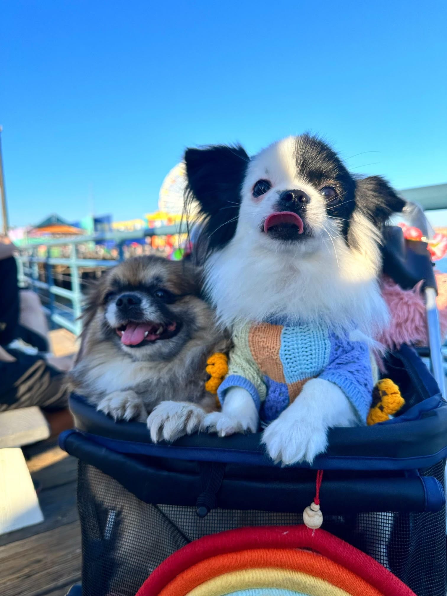 DOGFLUENCERS: Meet Sinta & Fiesta, the Los Angeles Duo from the Philippines