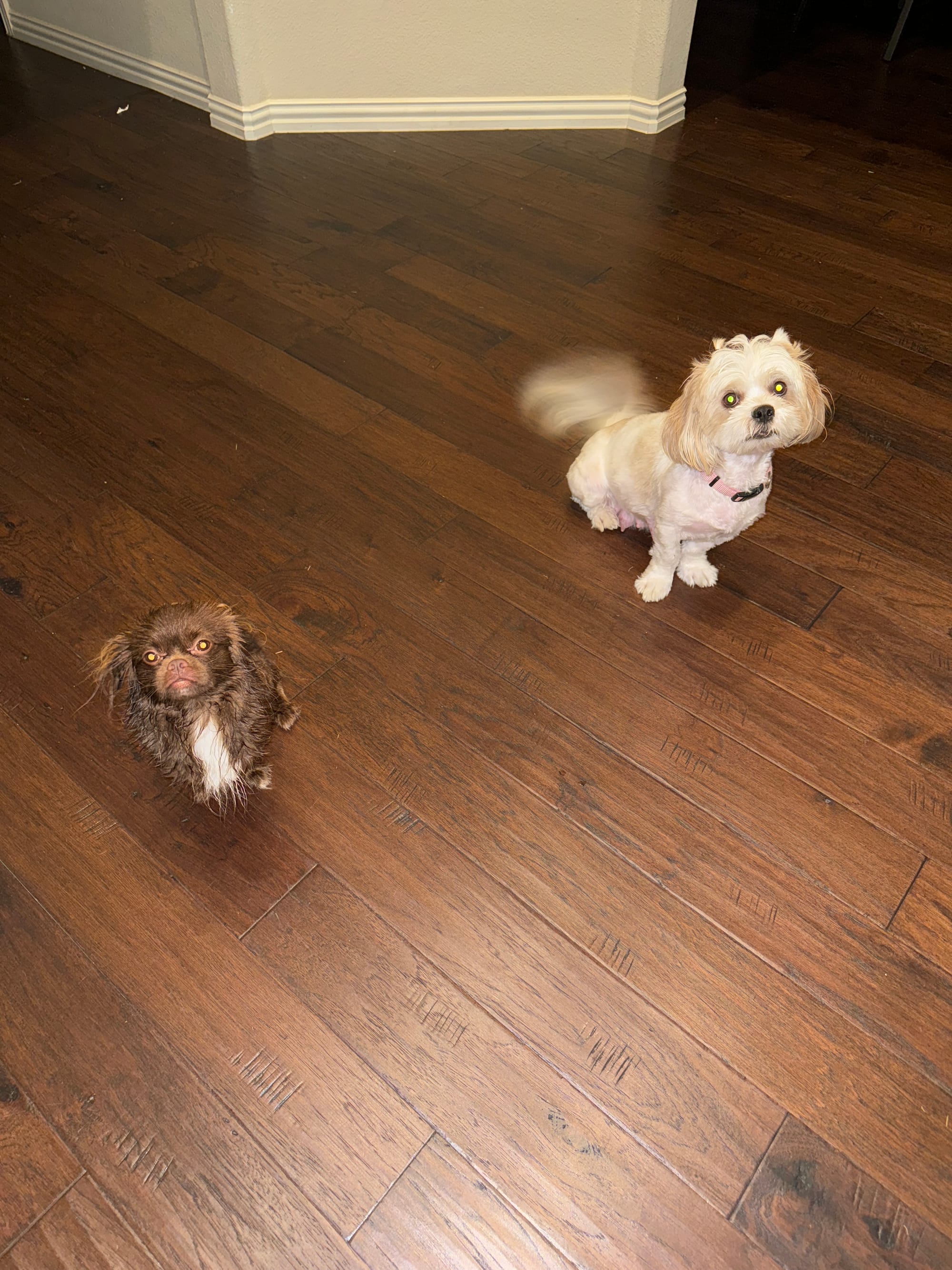 DOGFLUENCERS: Meet Missy & Elliot, Instagram's Favorite Dynamic Duo