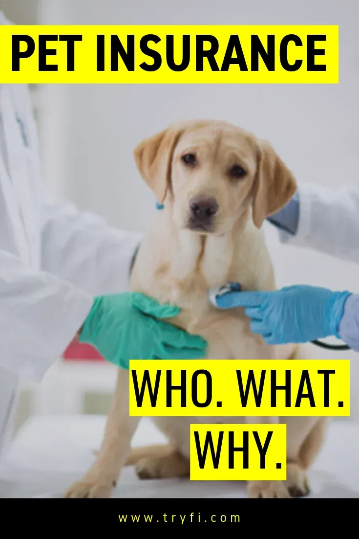 Pet Insurance for Your Dog