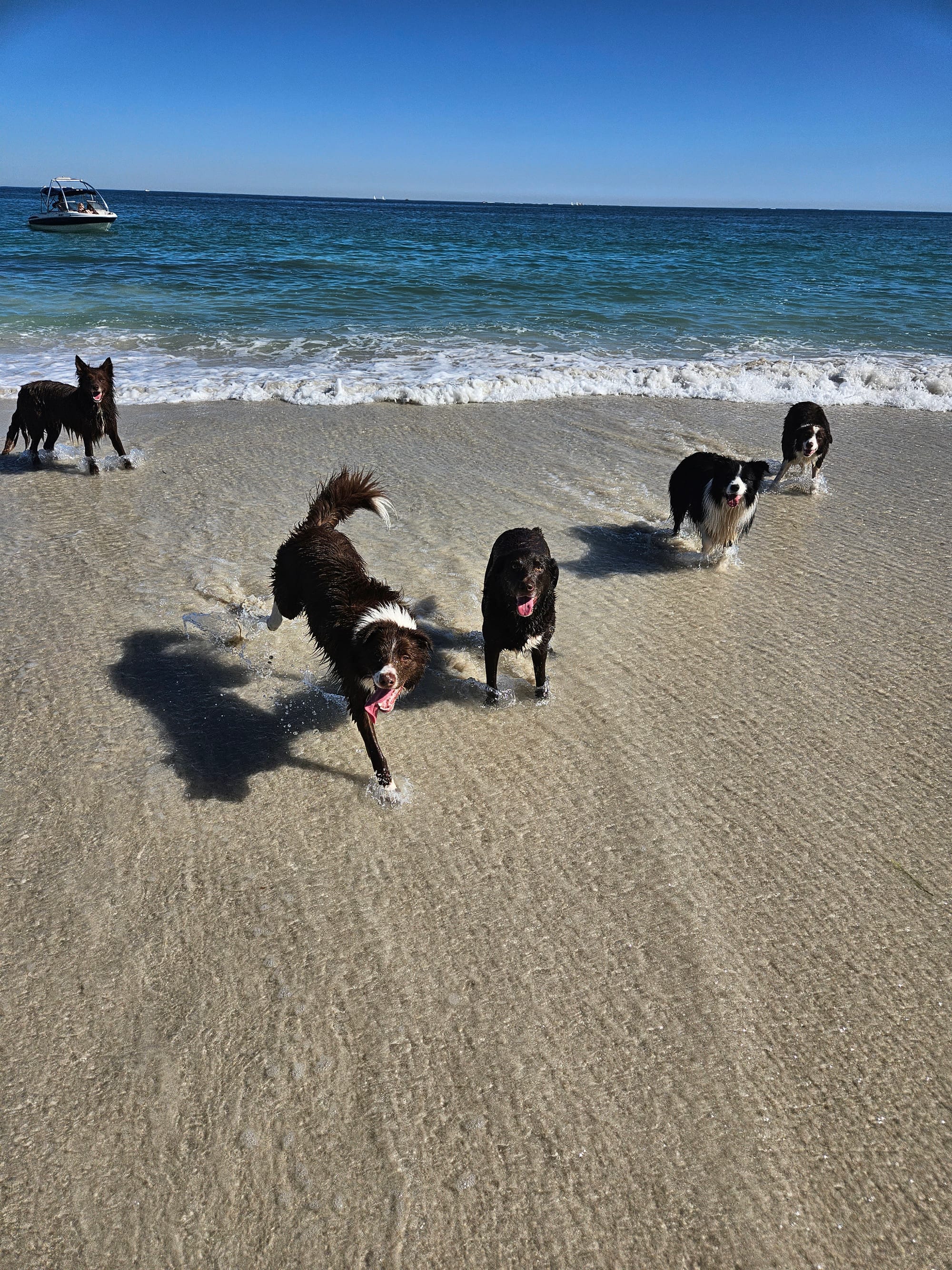 DOGFLUENCERS: Meet Duggies