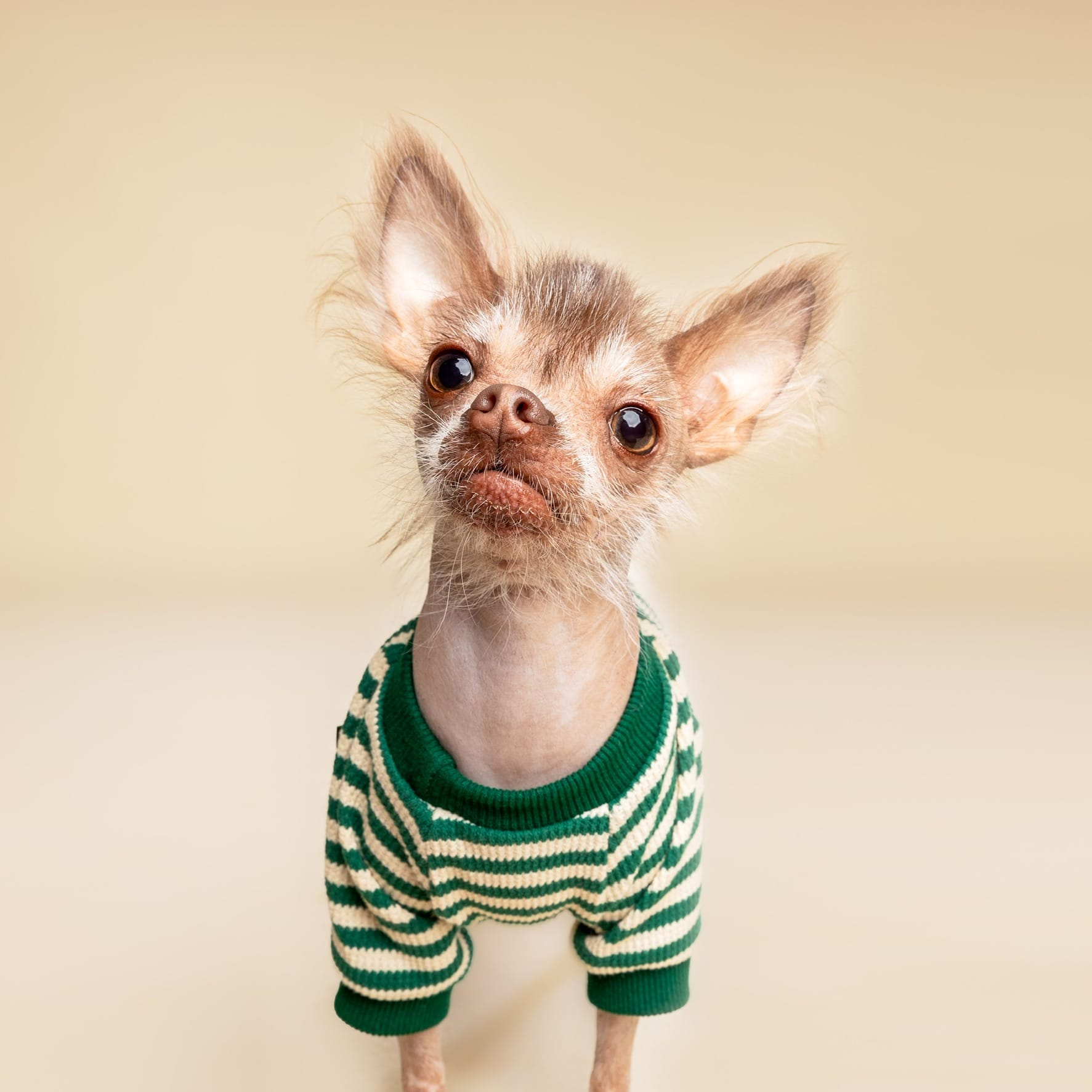 DOGFLUENCERS: Meet Cricket, The Pup Cup Loving Pup