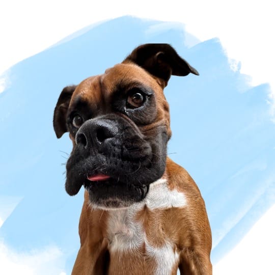 DOGFLUENCERS: Meet Sir Hercules