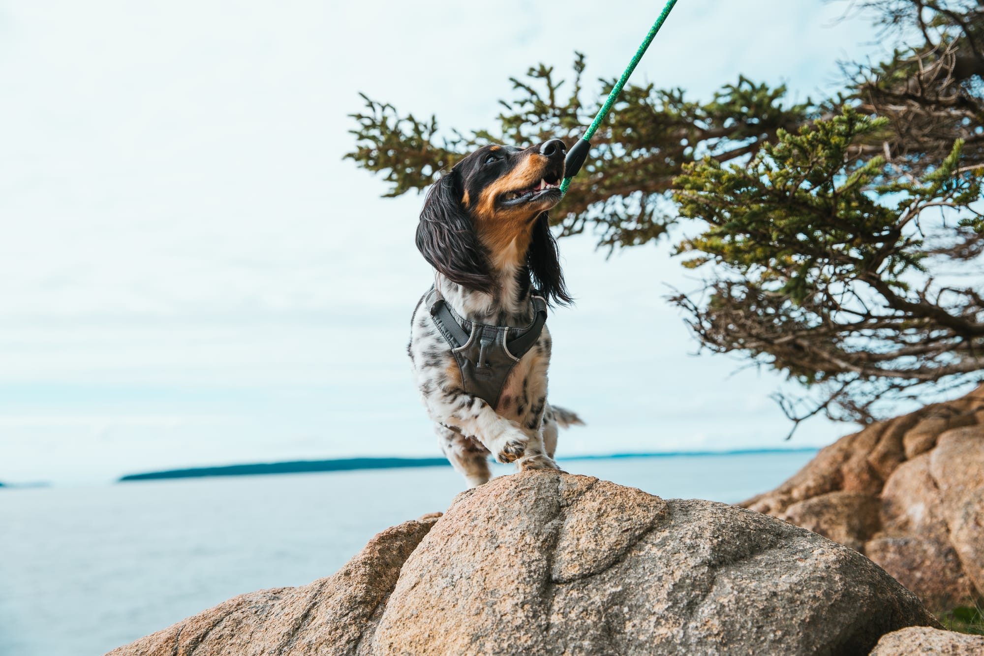 DOGFLUENCERS: Meet Harper Shea, the Sweetest Pup