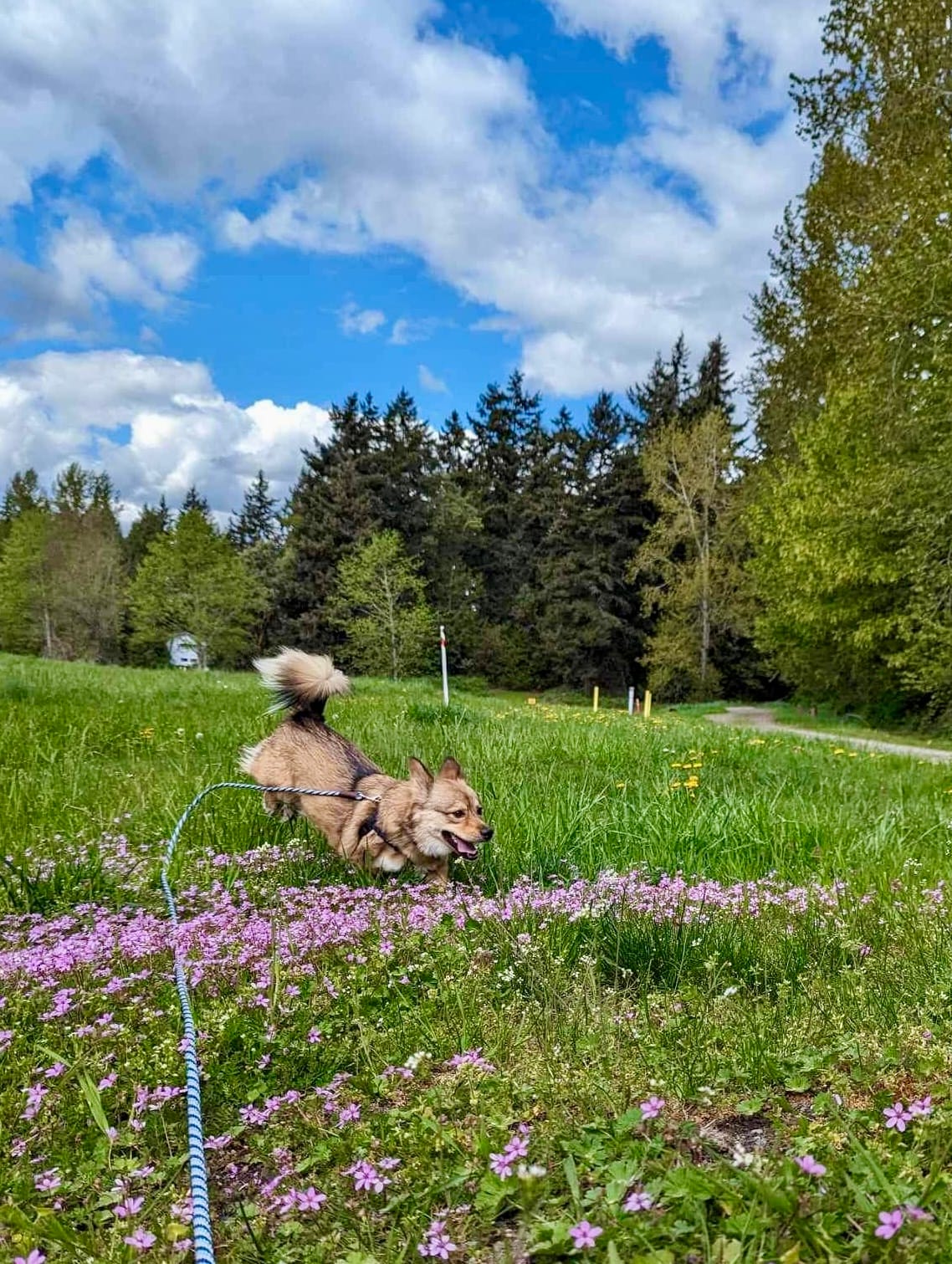 DOGFLUENCERS: Meet Louie, a Chief Inspiration Officer