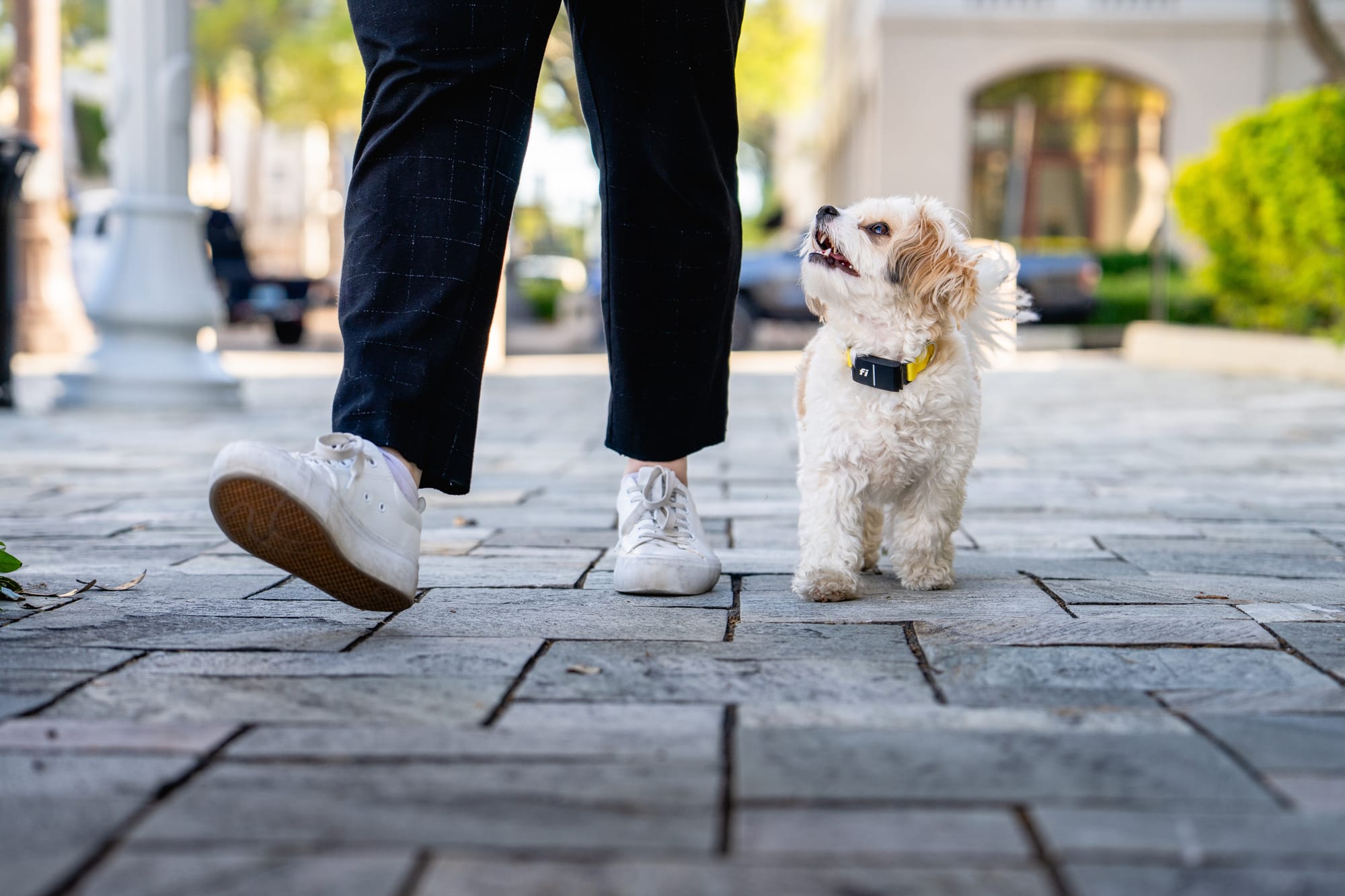 In Celebration of National Walk Your Dog Day, Fi Reveals Which Breeds are Leading The Pack