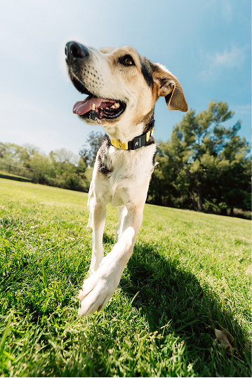 Fi Announces International Expansion  into the UK and EU