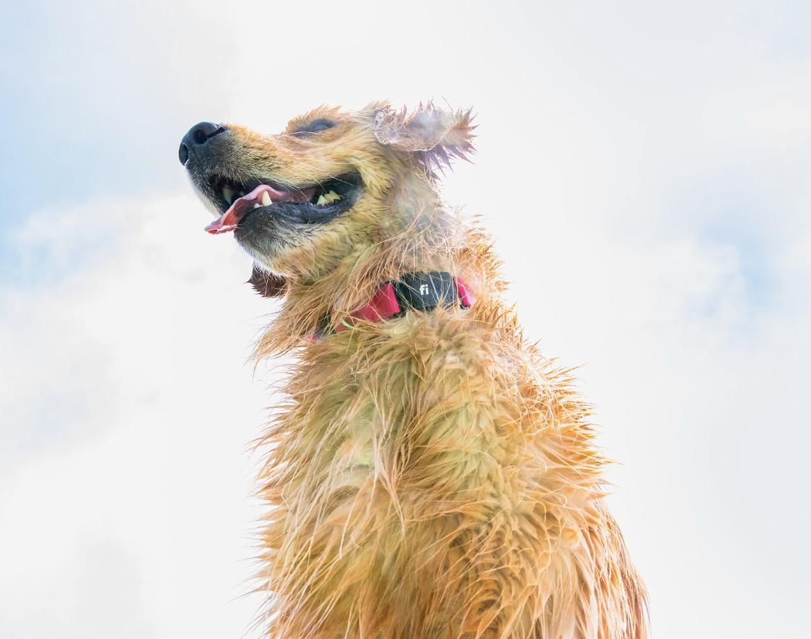 How To Keep Your Dog Safe This 4th of July