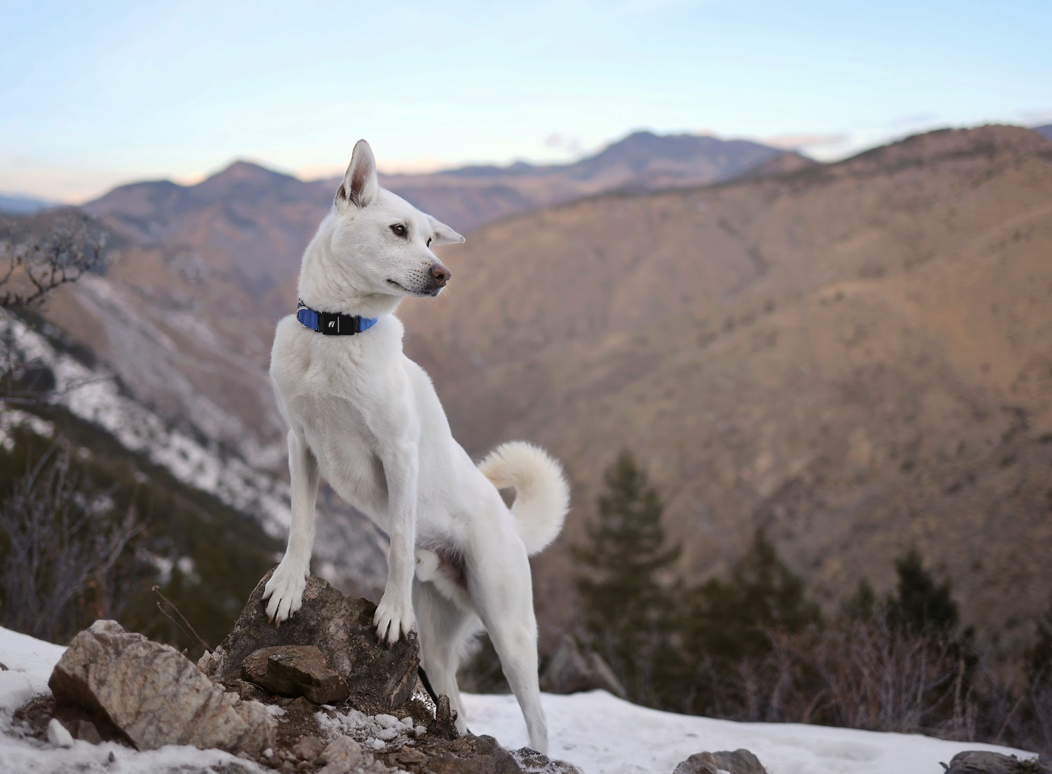Coping With Fall Separation Anxiety in Dogs