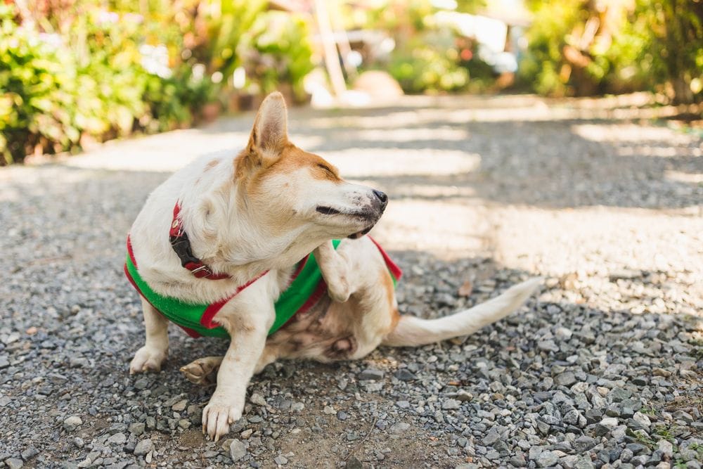 A dog scratching an itchy patch of skin with its hind leg outdoors