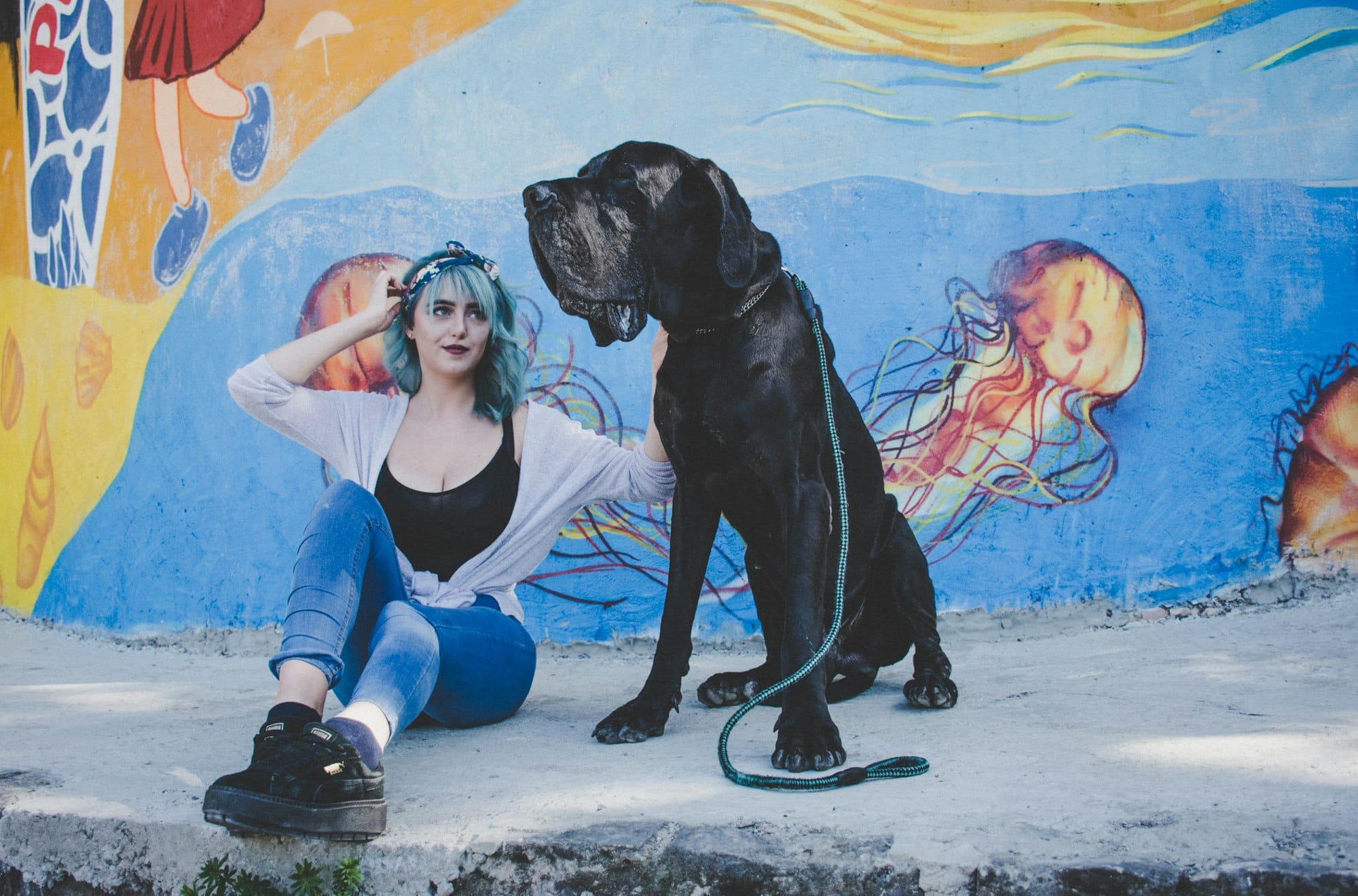 A large black Great Dane sitting beside a seated person, showing the breed’s height