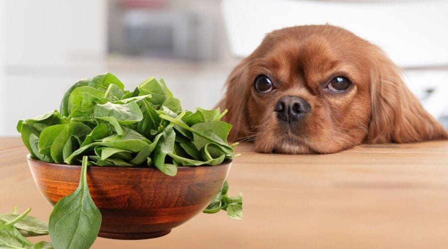 A dog resting its chin on a table beside a wooden bowl of dark leafy greens