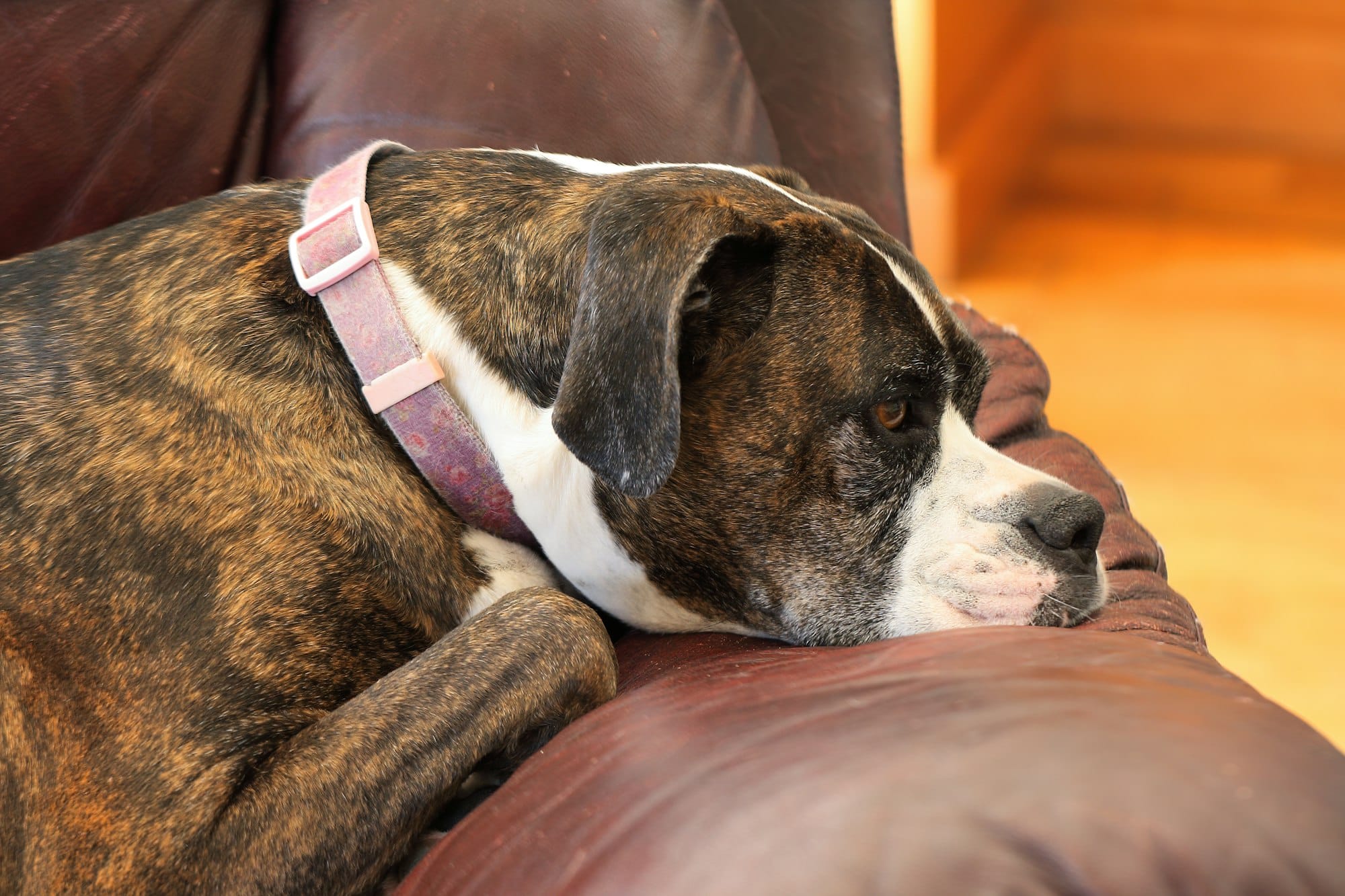 A brindle dog lying on a couch with a listless, withdrawn expression