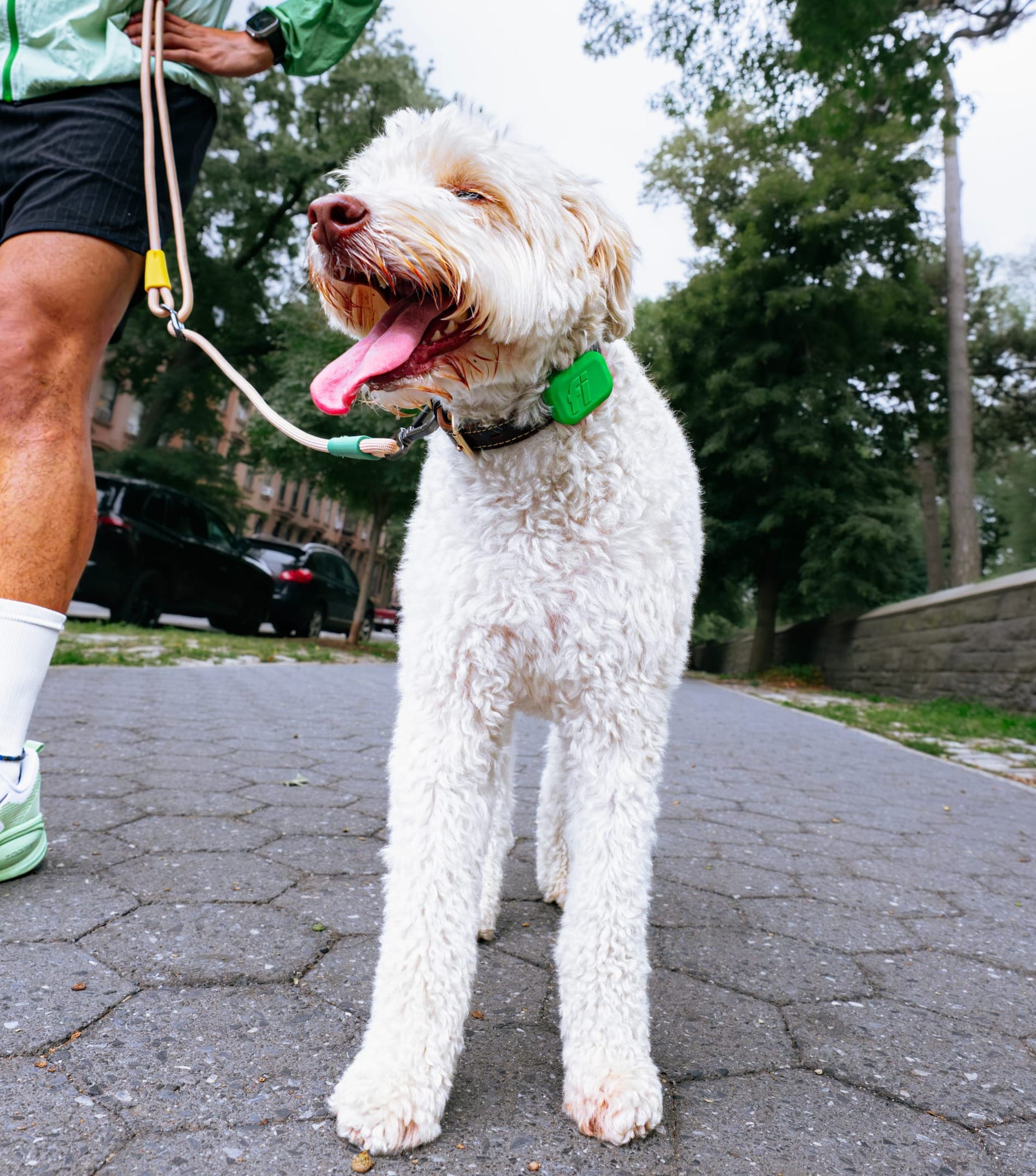 7 Reasons Why Your Dog Keeps Escaping The Yard (And How Geofence Alerts Catch It Before You Do)