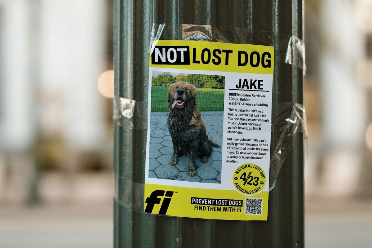 National Lost Dog Day: The Day You Never Have to Worry About Again