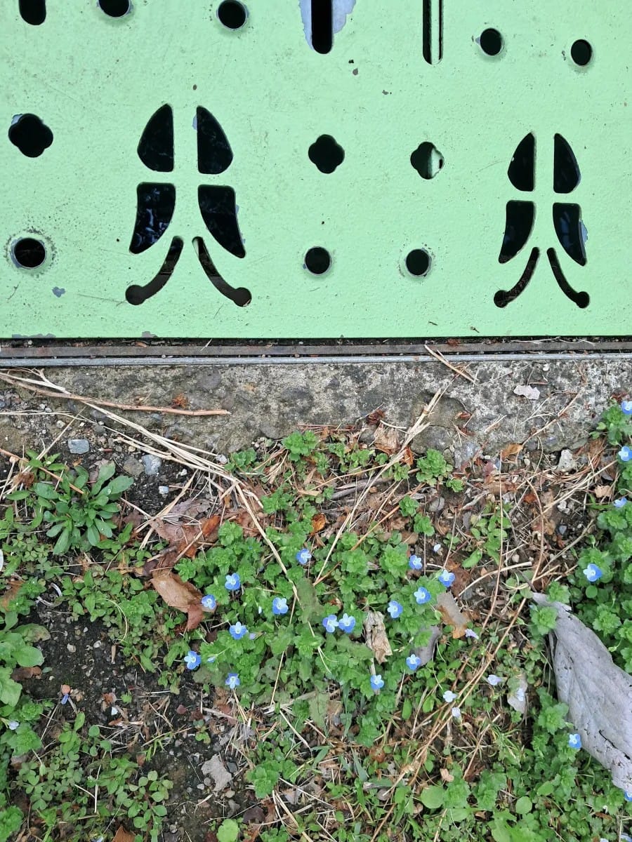 Light green metal drainage grates with a butterfly design. Next to the grates are a bunch of tiny blue flowers growing among the greenery.