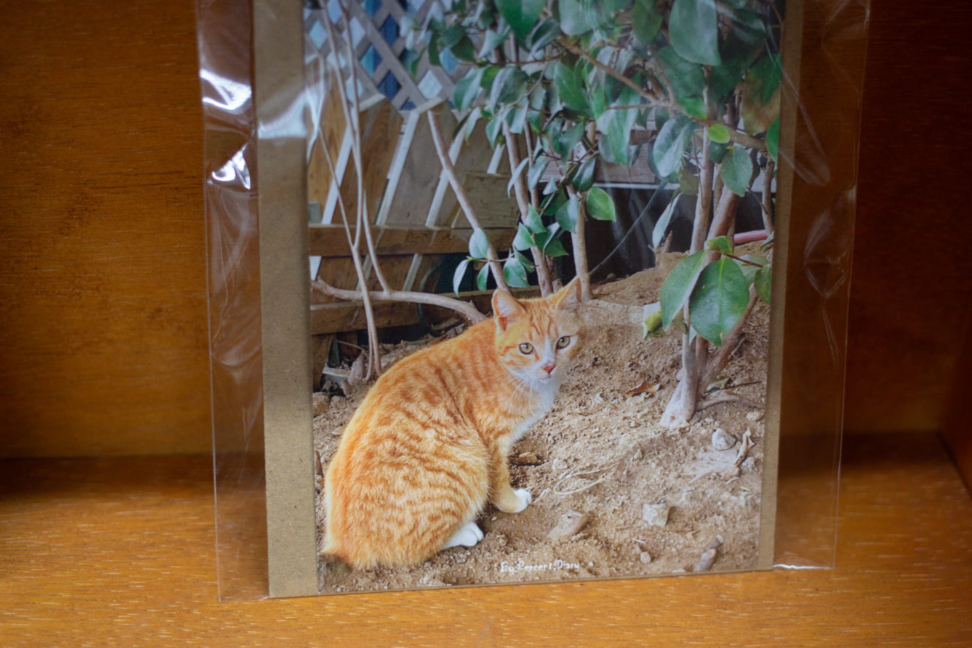 A postcard-sized photograph of an orange cat with no visible tail, sitting on some dirt by a couple plants.