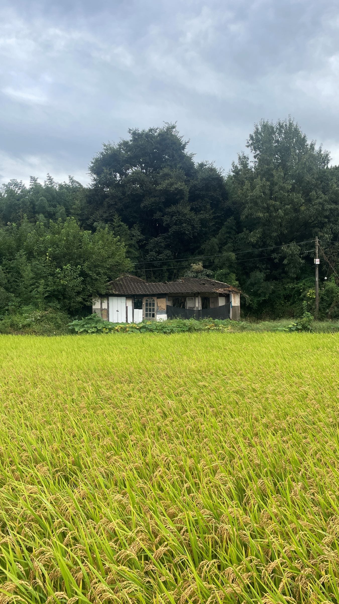 A vast grassy field with a crumbling house in the back. The door of the house, with windows in the shape of an arch, looks intact.