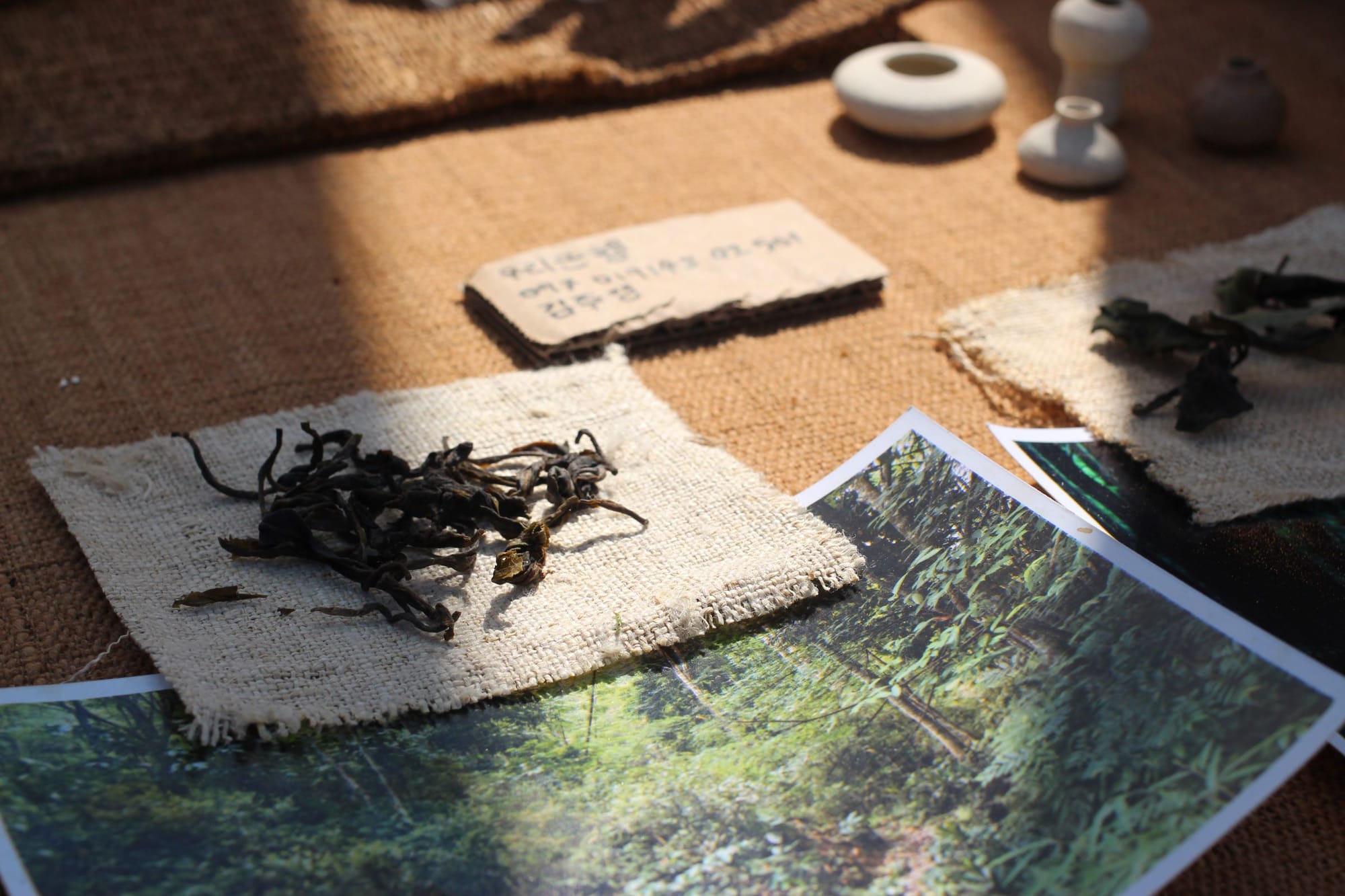 A small bunch of dried tea leaved on a square of fabric in the sunlight, by a photograph of wild tea plants.