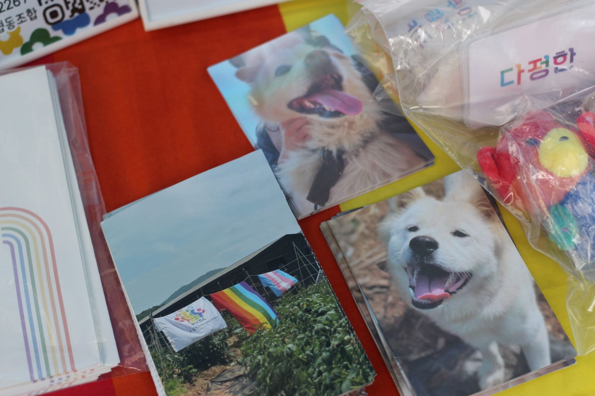 Three stacks of postcards. One has rainbow flags on a garden. The other two are of white dogs with their mouths open, looking happy.