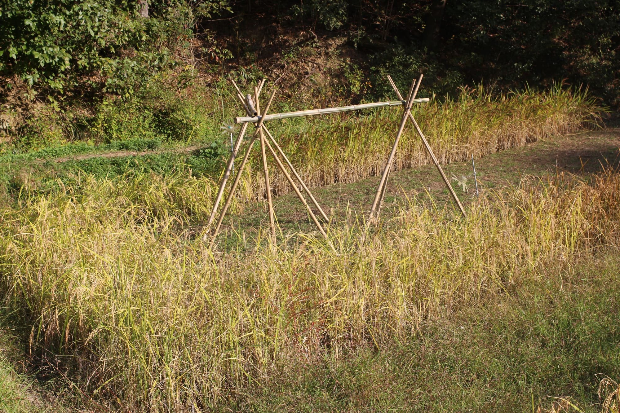 A simple drying structure made of bamboo. One stick is laid horizontally across two criss-crossed bundles of three sticks each.