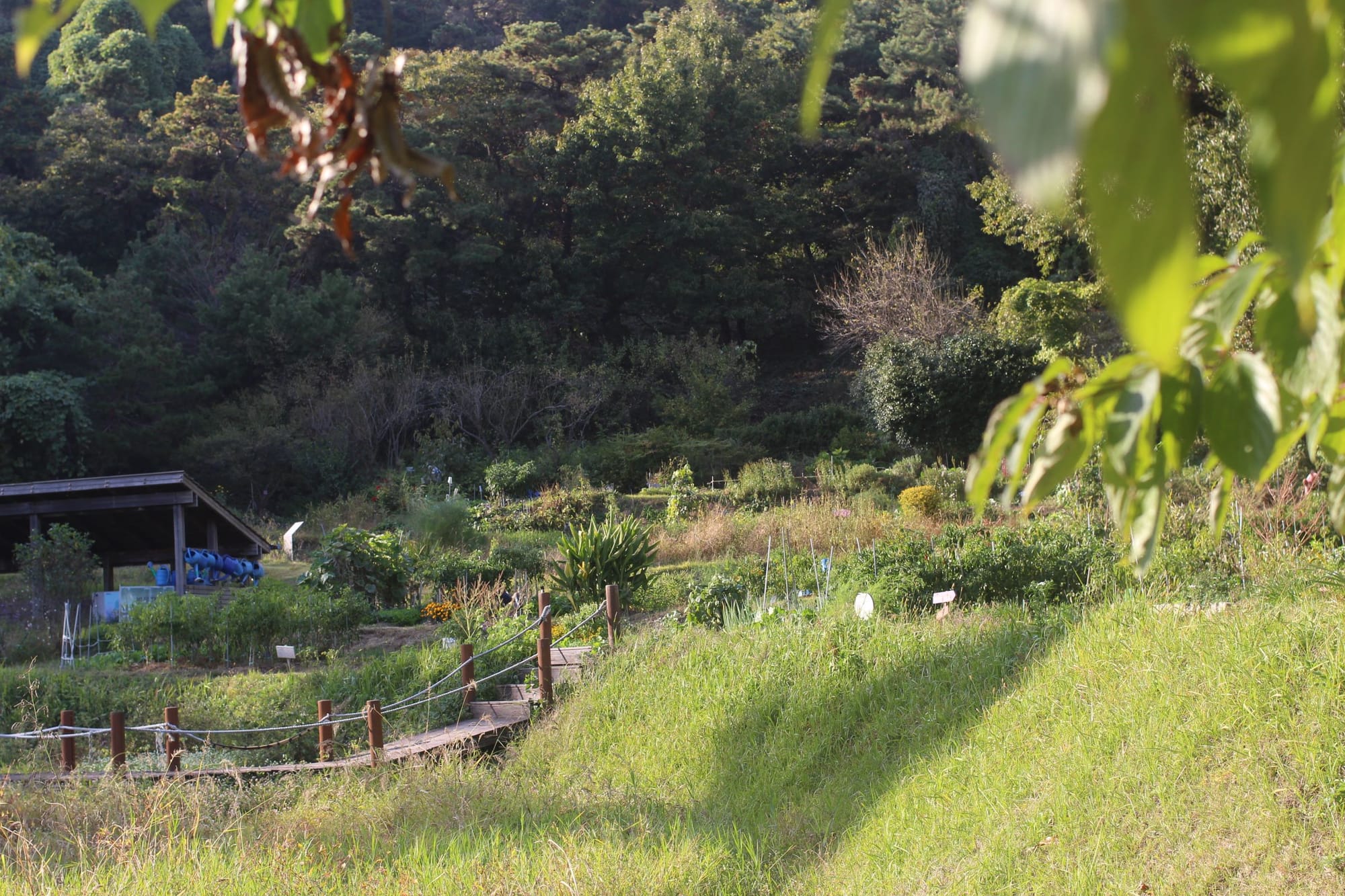 Sunlight falling over the highest tiers of the terrace. There is a rope-lined bridge connecting some parts. In the dark is a tall, dark green forest. There are some blurry leaves in the foreground.