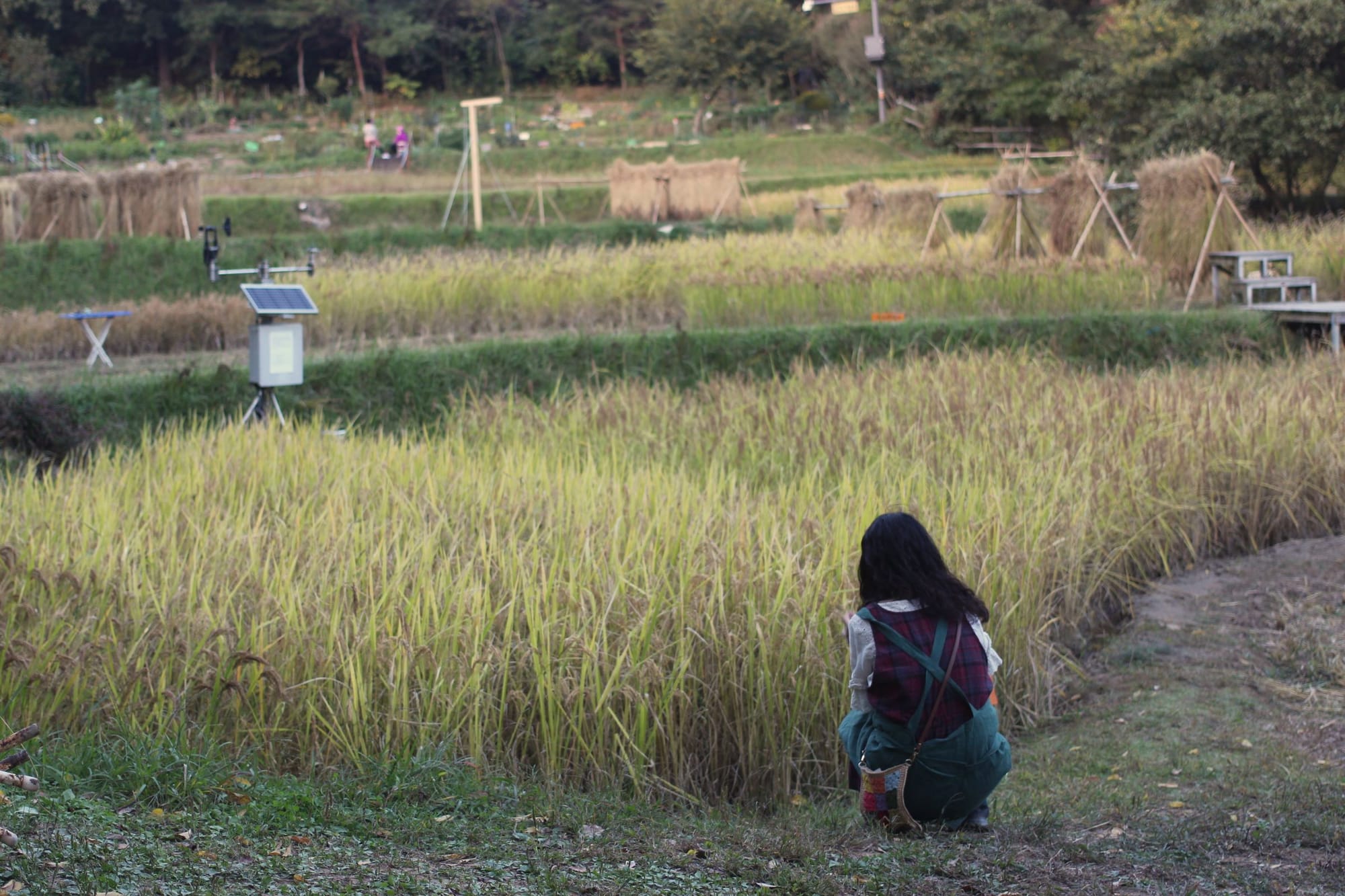 Jung Eunsil crouches in front of the tiered rice paddy. You can see fields of tall rice stalks and bamboo structures where the rice is being dried.