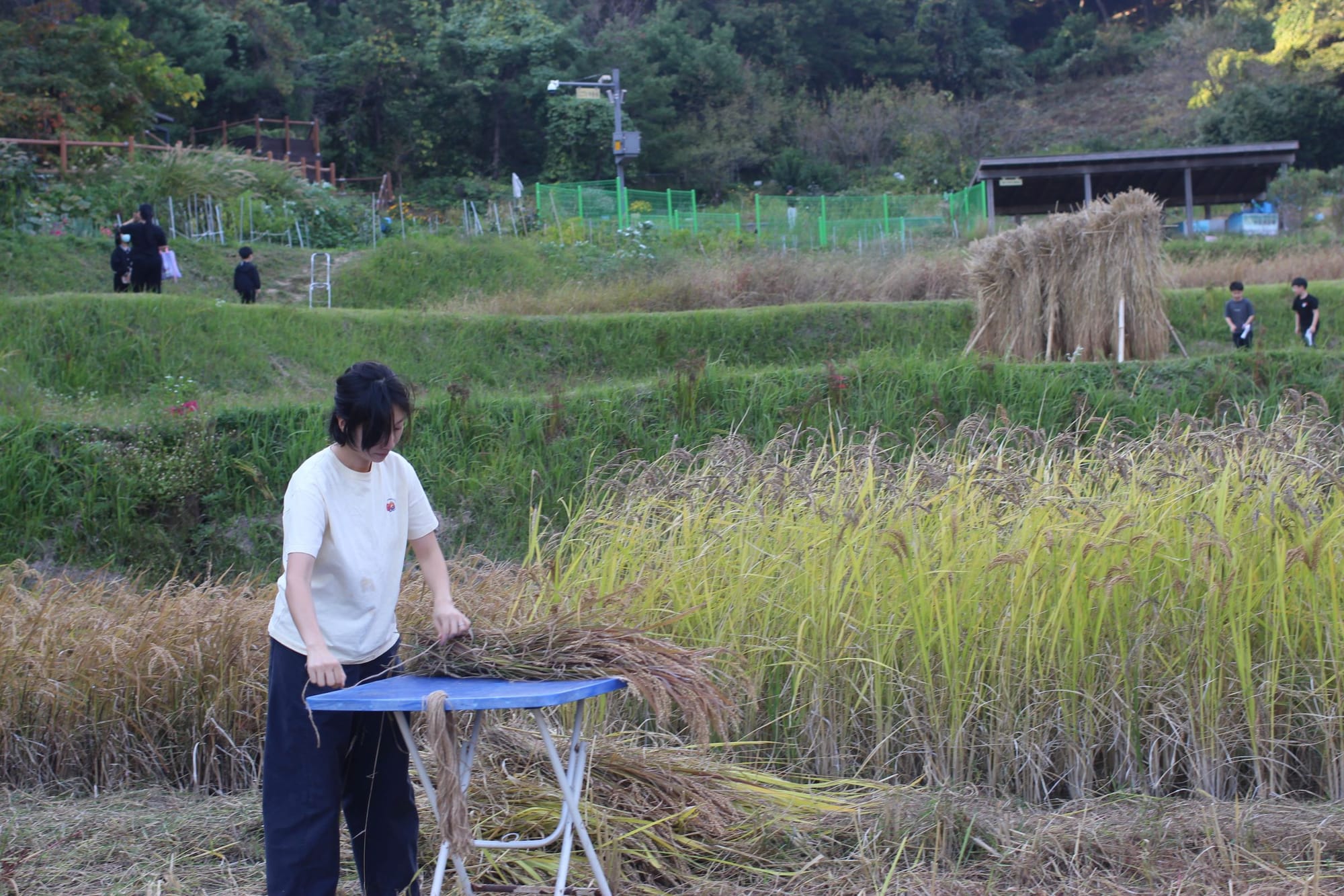 Lee Pureunsol stands over a table, holding out a long piece of string. She is in front of long stalks of rice. Behind her are rounded steps of an agricultural terrace.