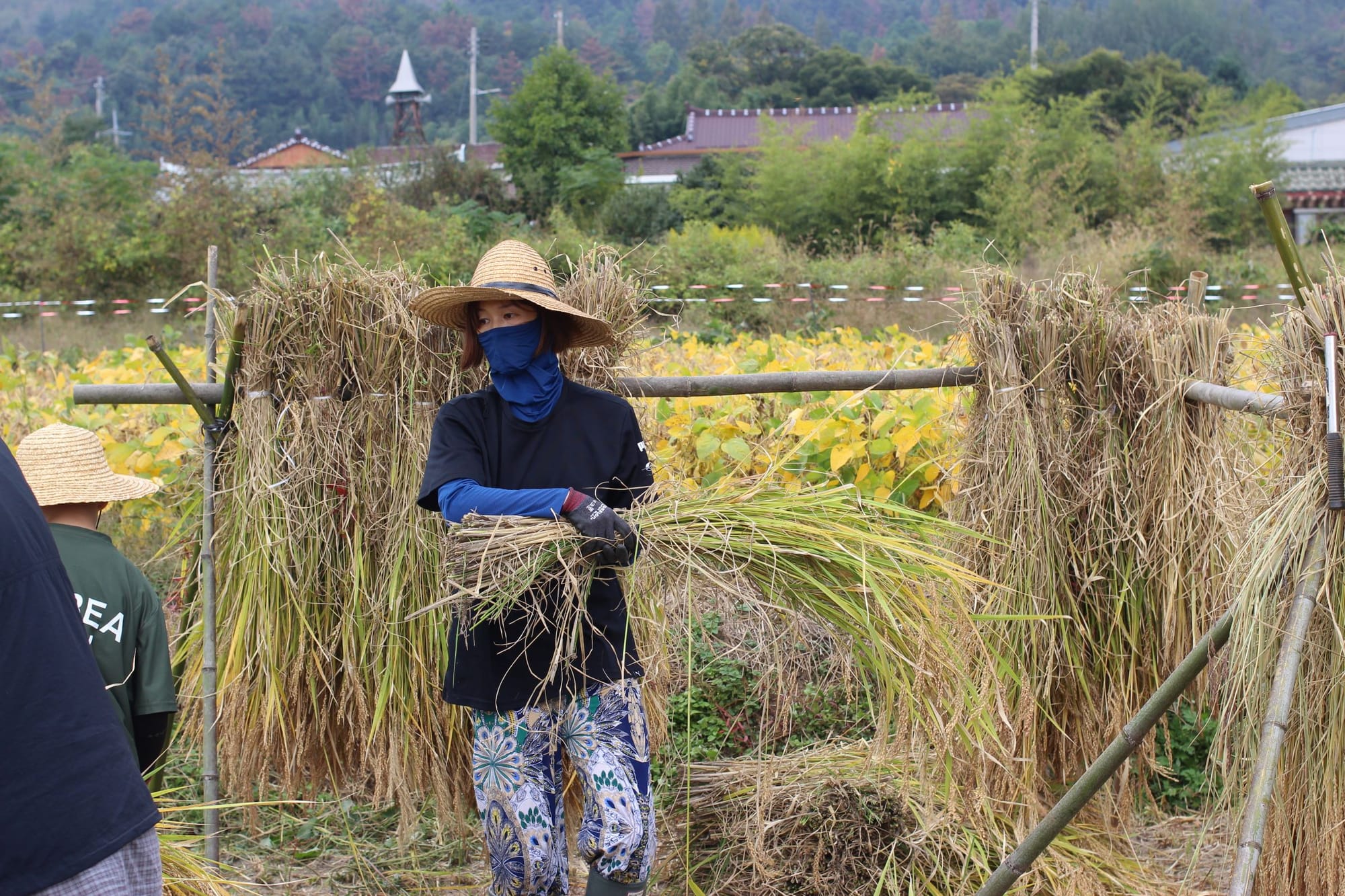 A person holds a bundle of rice plants in front of a bamboo stand carrying more bundles of rice plants.
