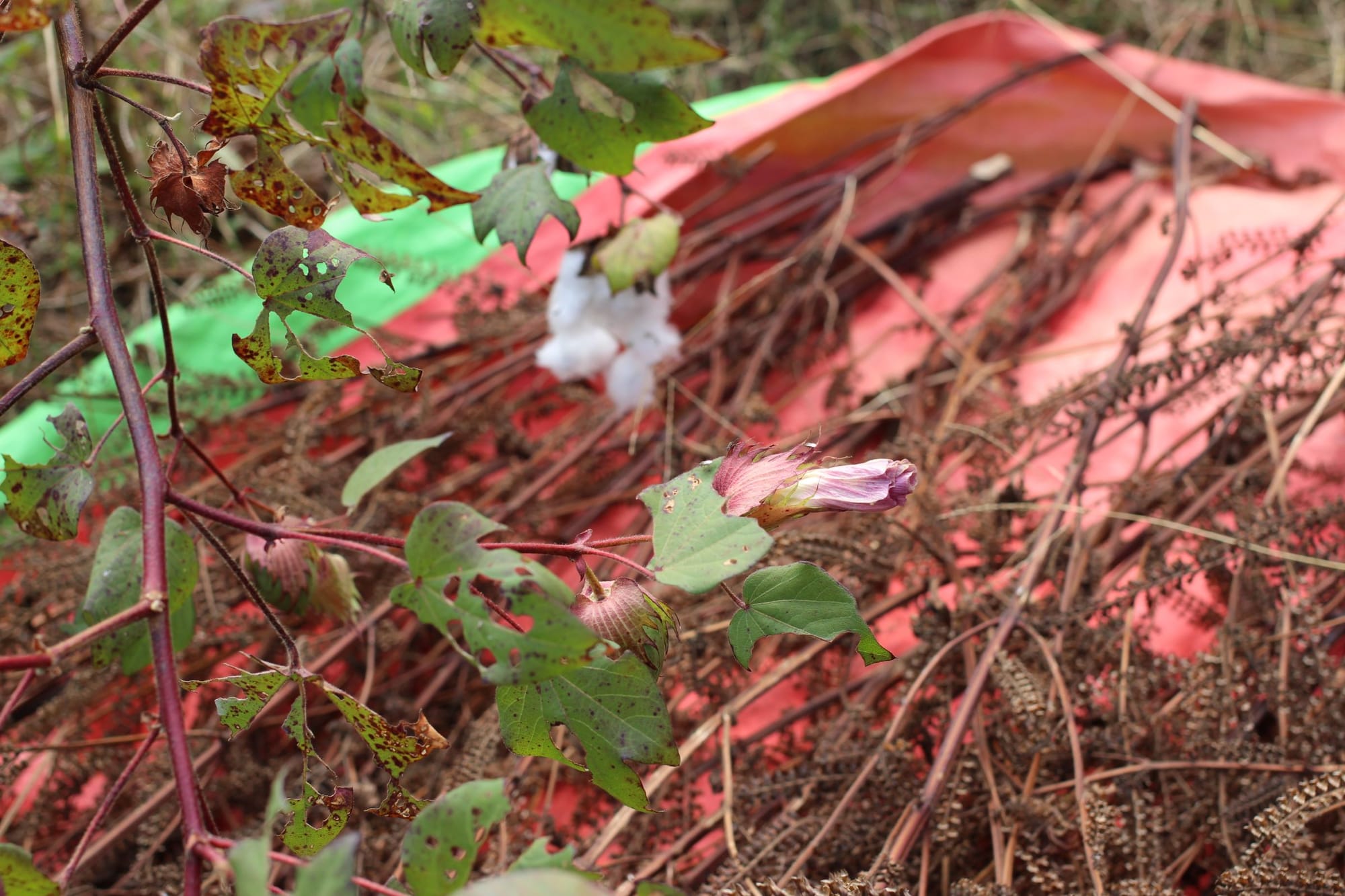 A curled-up pink flower and white fluffy cotton on the plant. Behind are dried-out sesame branches on a red tarp.